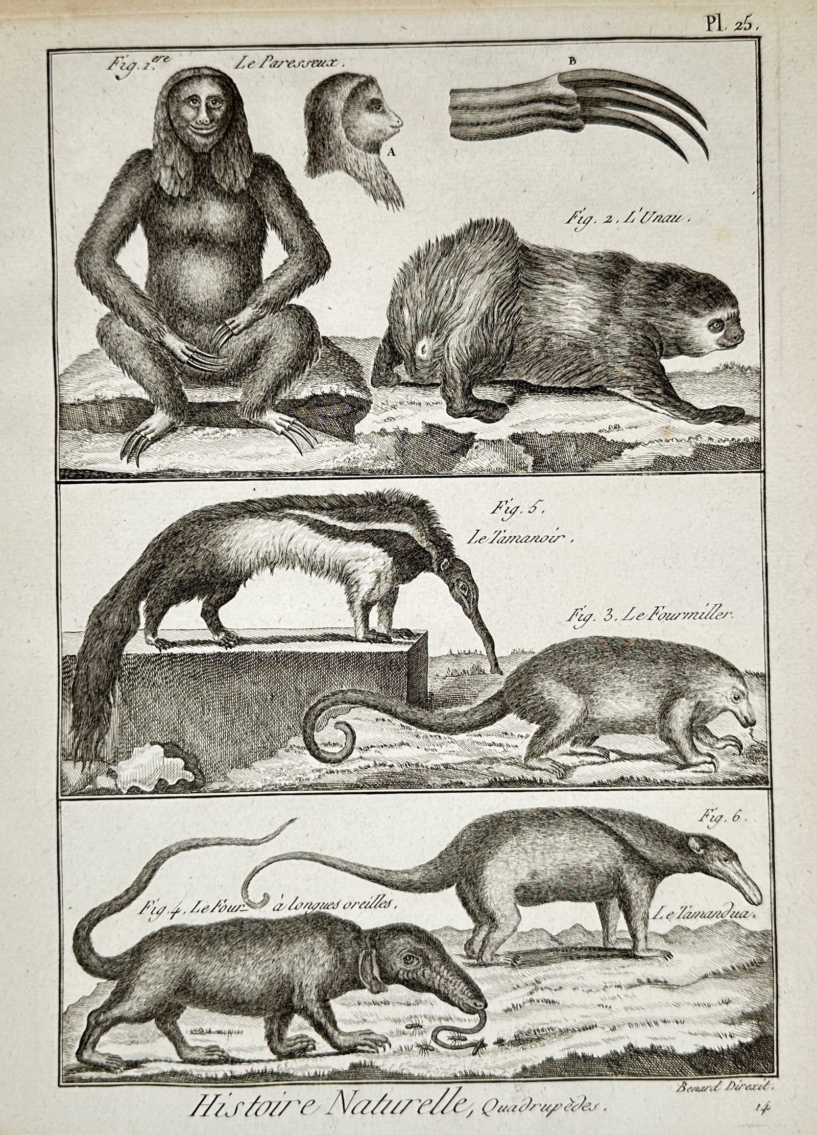 Robert Benard (active 18th Century) – Plate 25: Studies of Sloths and Anteaters – Engraving: "Pl. 25" depicts various sloths and anteaters, including the sloth (le paresseux), the unau, the great anteater (le tamanoir), and the tamandua, alongside anatomical details such as claw structures. T