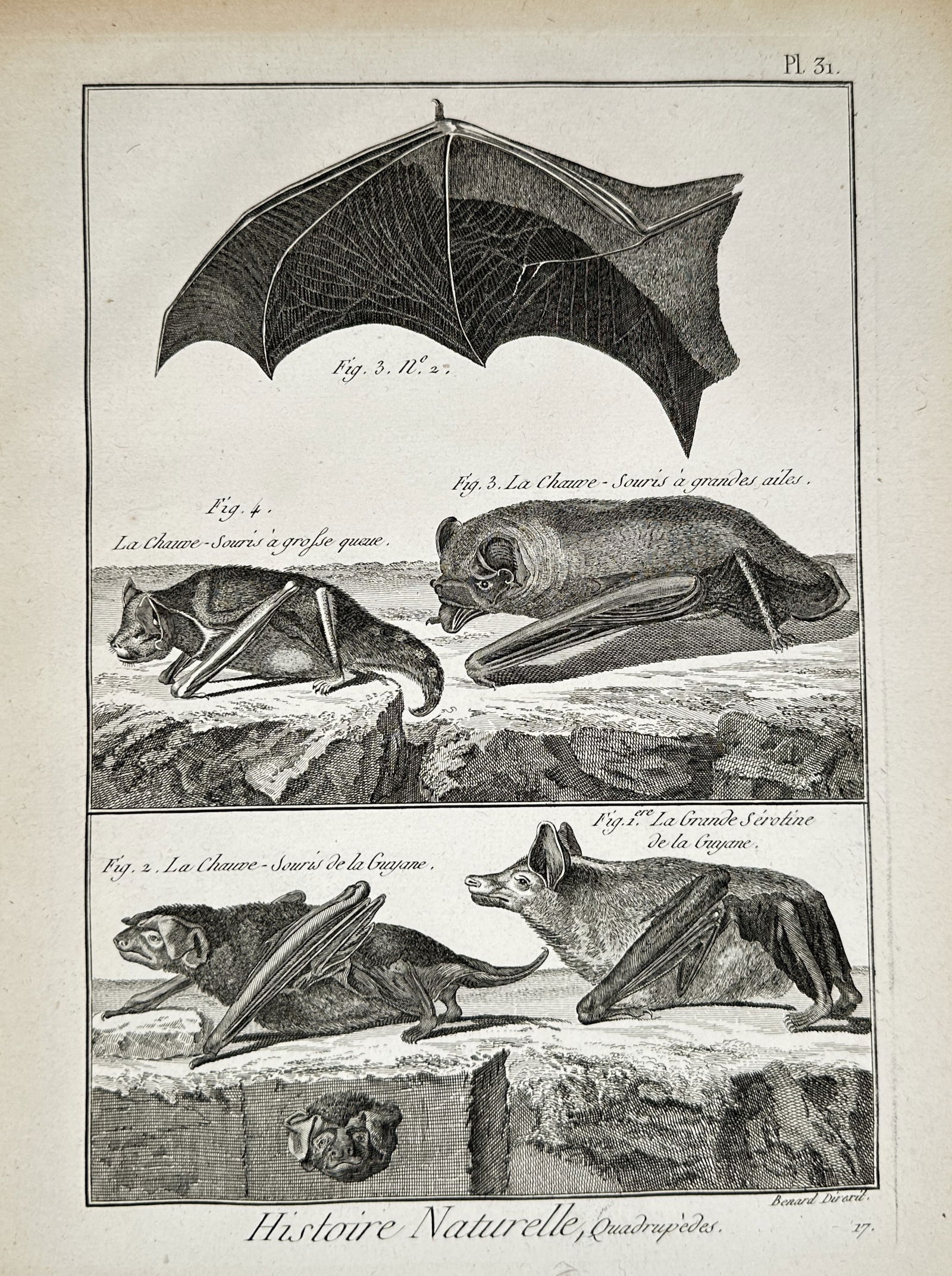 Robert Benard (active 18th Century) – Studies of Bats – Engraving (18th Century): Pl. 31 depicts various bat species, including the large serotine of Guyana (la grande sérotine de la Guyane) and other unidentified species, along with detailed illustrations of wing structures. This
