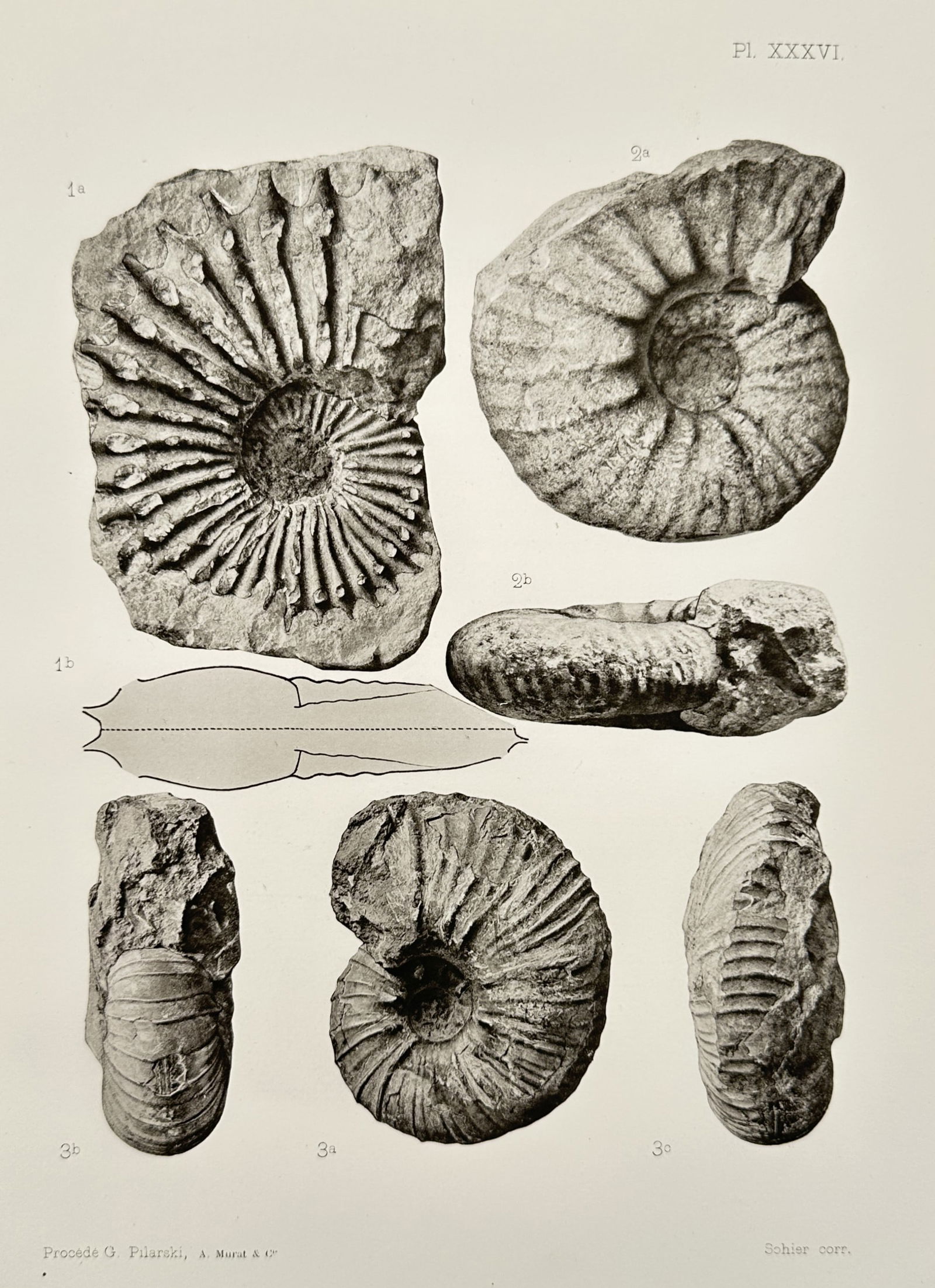 Albert de Grossouvre (1849–1932) – Studies of Ammonite Fossils – Lithograph (1894) (1 of 2)