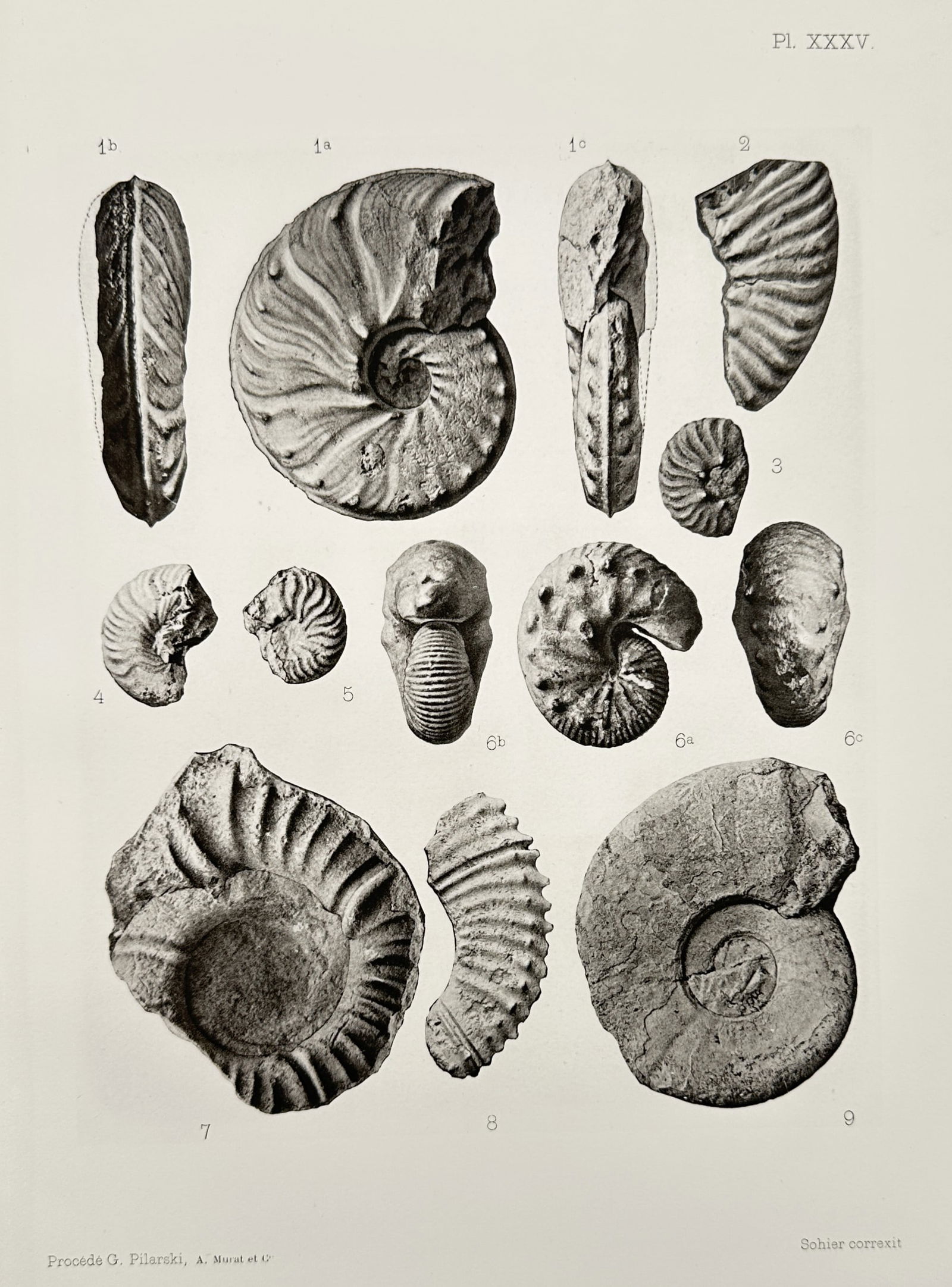 Albert de Grossouvre (1849-1932) – Studies of Ammonite Fossils – Lithograph (1894): Studies of ammonite fossils display various views of shells. This work is a lithograph from a scientific geological publication released in 1894. Albert de Grossouvre was a French geologist and paleon