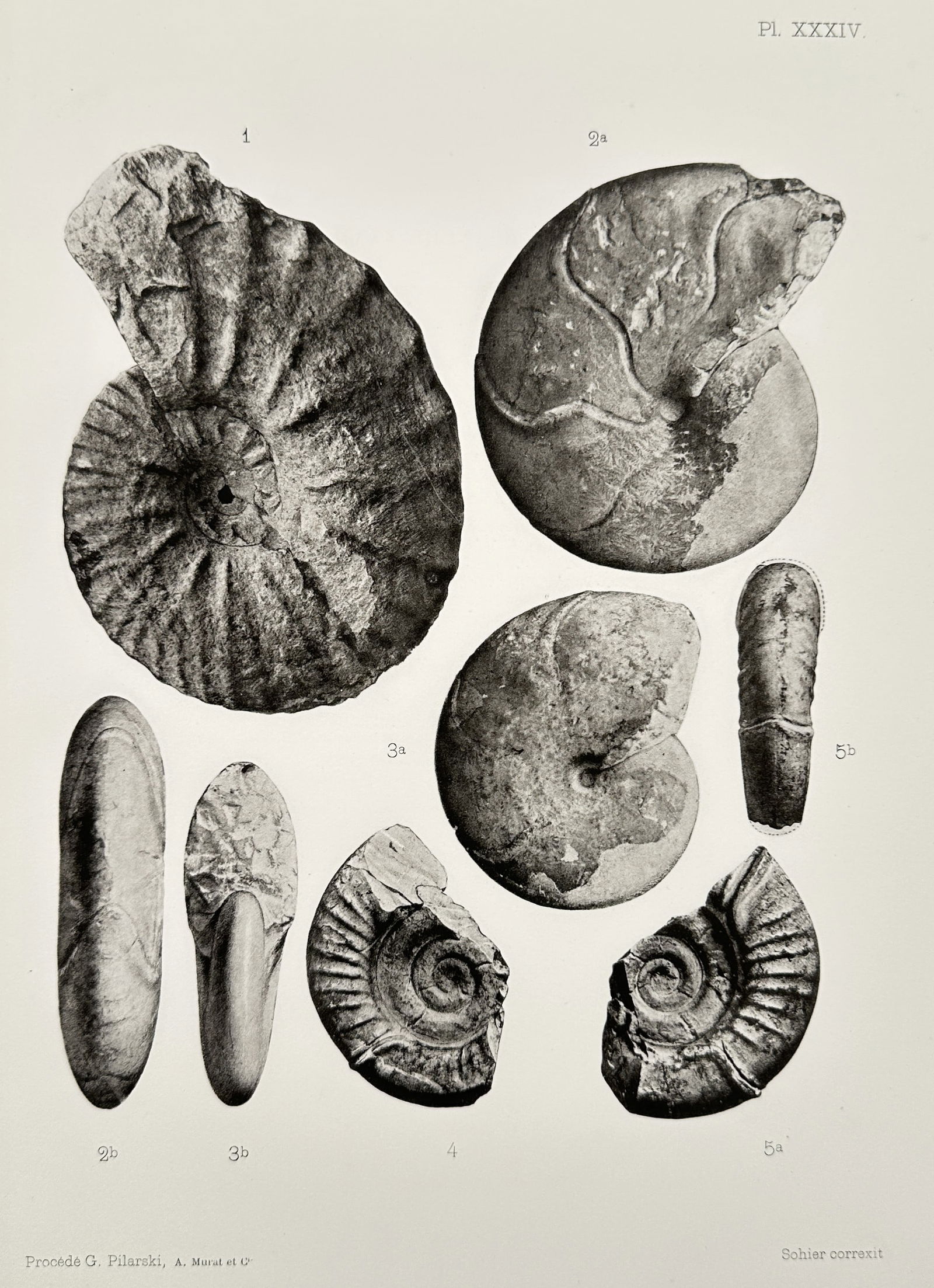 Albert de Grossouvre (1849-1932) – Scientific Illustration of Ammonite Specimens – Lithograph: Scientific Illustration of Ammonite Specimens displays various views of shells. This work is a lithograph from a scientific geological publication released in 1894. Albert de Grossouvre was a French g
