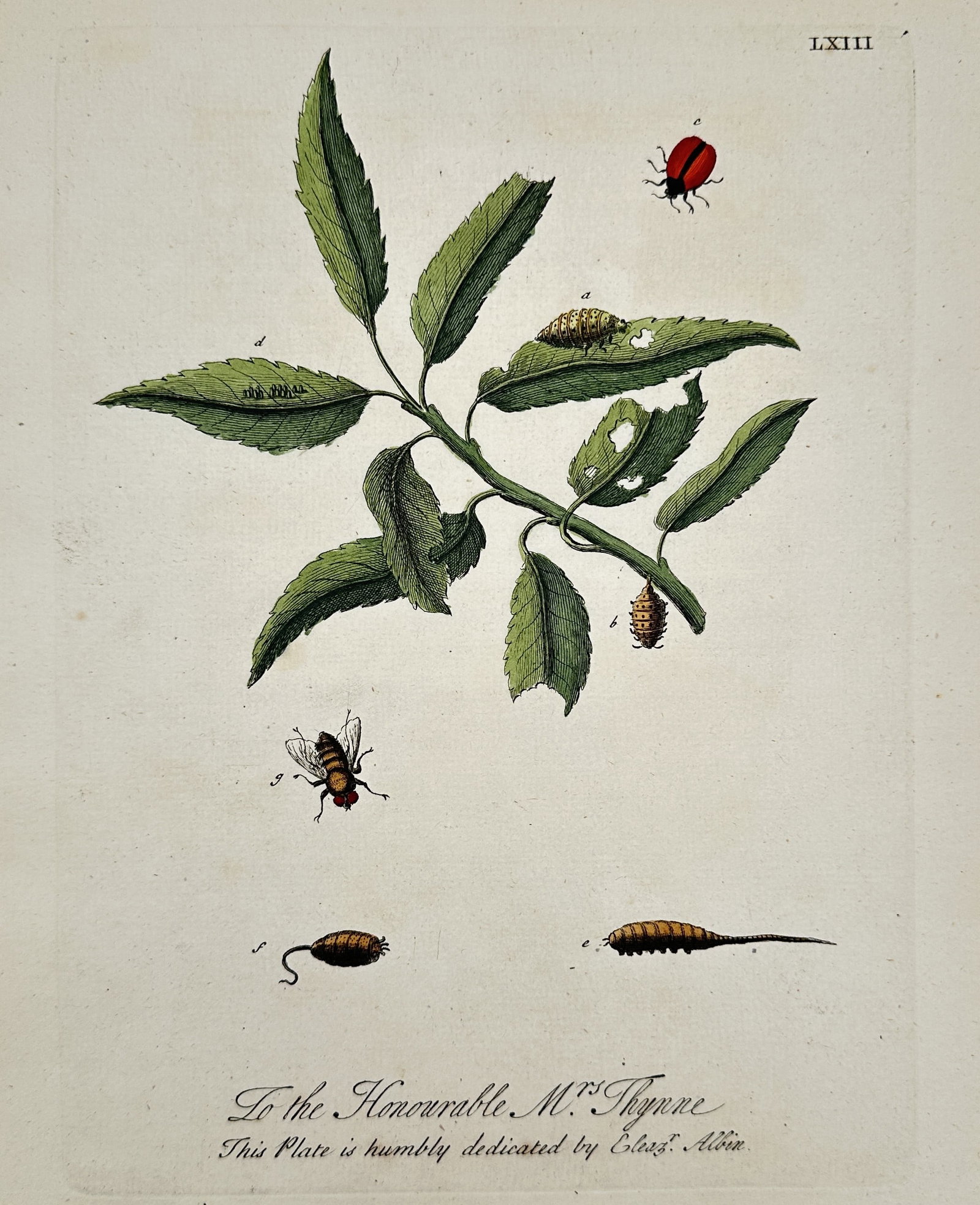 Eleazar Albin (1690-1742) – Botanical and Insect Studies – Hand-coloured etching (1720): "Insects on a Leafy Branch" depicts a ladybug, larvae, and a flying insect positioned on a green plant, accompanied by a dedication to the Honourable Mrs. Thynne. This print appears in A Natural Histo