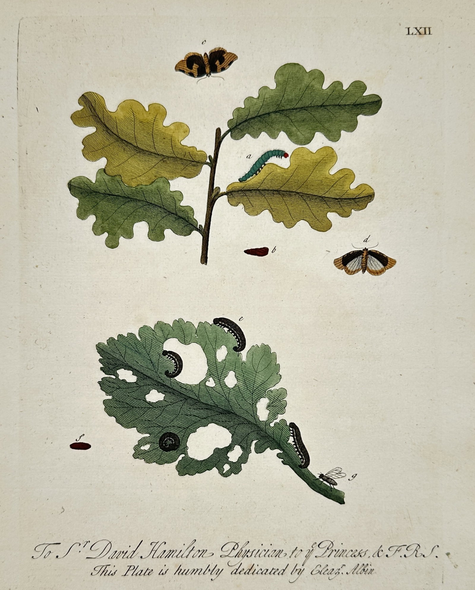 Eleazar Albin (1690–1742) – Insects and Foliage – Hand-coloured etching (1720): "Insects and Foliage" depicts a ladybug, moth larvae, and a fly situated on a leafy branch, accompanied by a dedication to The Honourable Mrs. Thynne. This print originates from A Natural History of E