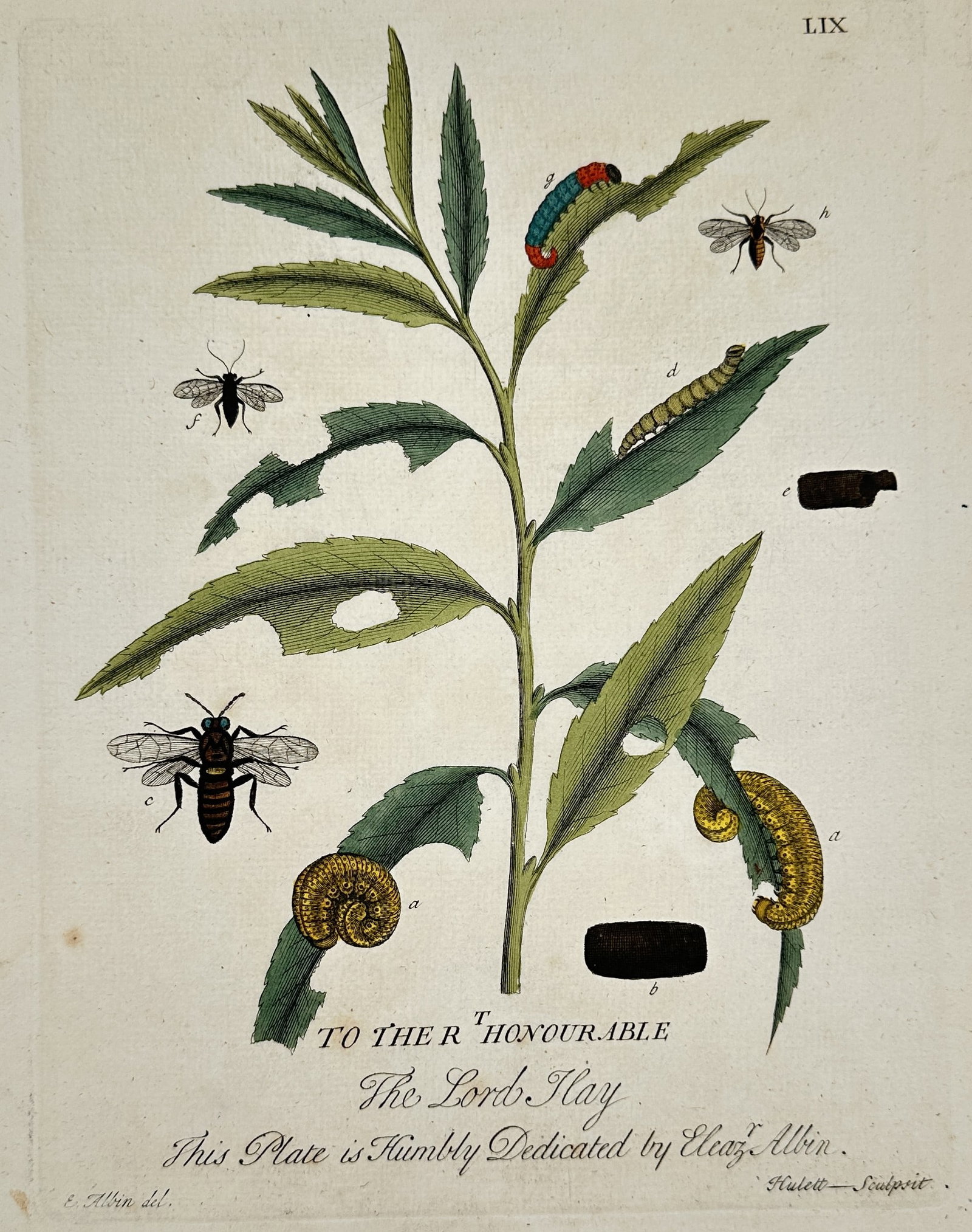 Eleazar Albin (1690-1742) – Insects and Larvae on a Plant Stem – Hand-coloured etching (1720): The Lord Hay depicts a central leafy branch featuring various caterpillars, cocoons, and insects. This print is from A Natural History of English Insects, published in London. Eleazar Albin was an Eng