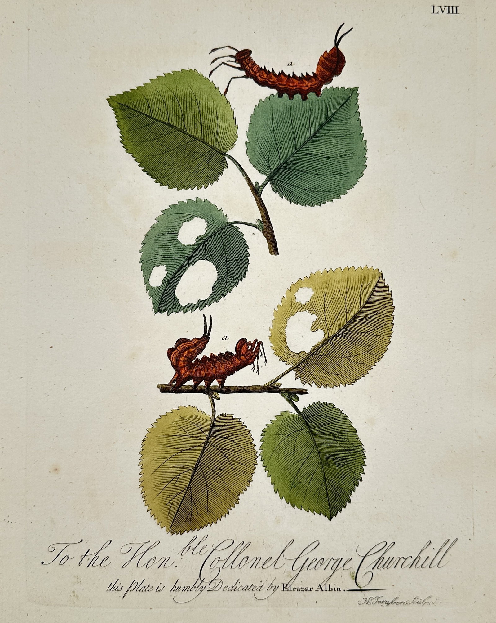 Eleazar Albin (1690-1742) – Larvae on a Branch – Hand-coloured etching (1720): "To the Honourable Colonel George Churchill" depicts two red spiny larvae positioned on vibrant green leaves, with some leaves showing signs of insect damage. This print originates from A Natural Hist
