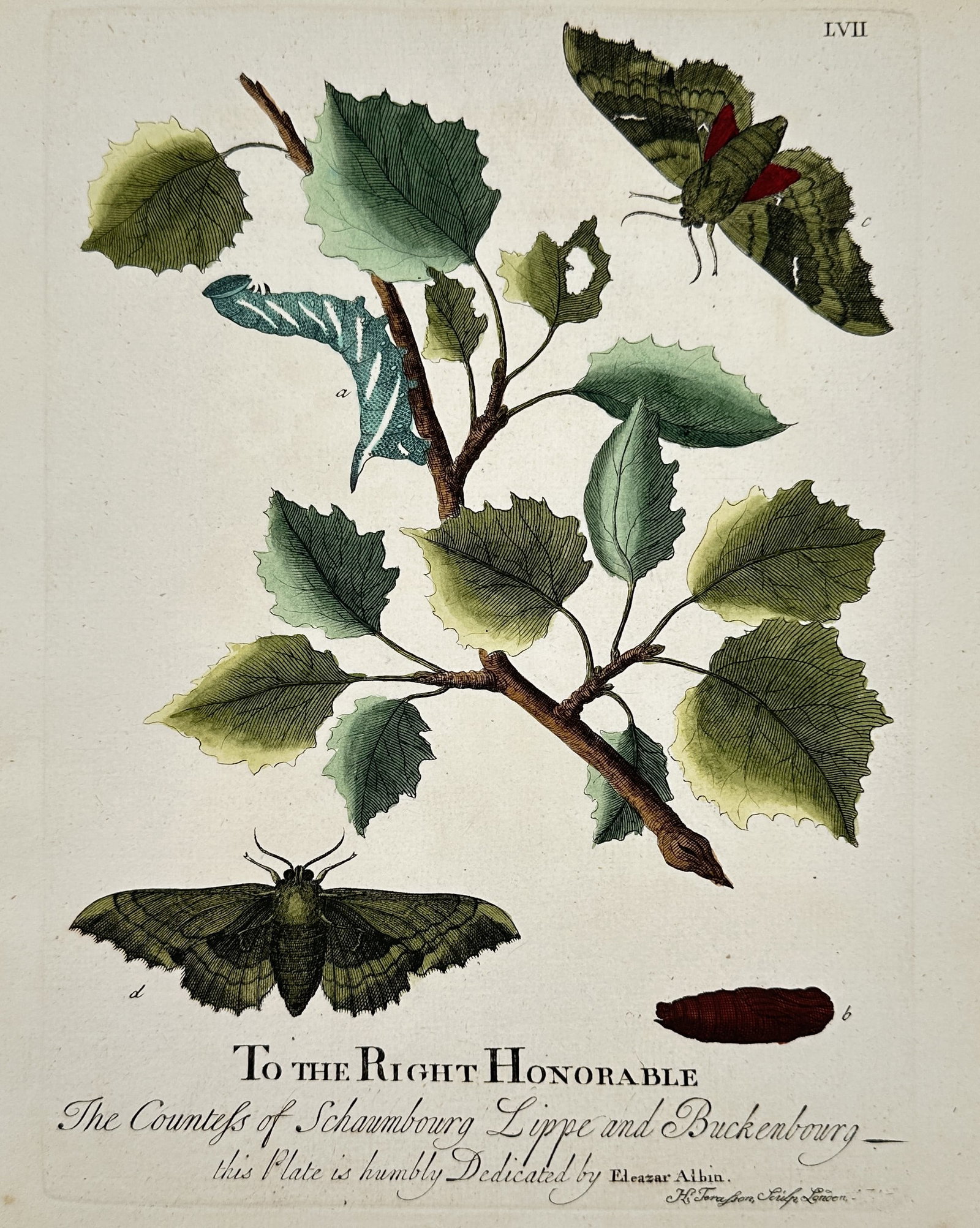 Eleazar Albin (1690-1742) - Moth and Larva on a Branch - Hand-coloured etching (1720): "To the Right Honorable The Countess of Schaumbourg Lippe and Buckenbourg" depicts a moth, a caterpillar, and a pupa on a leafy branch. This print is from A Natural History of English Insects, publish