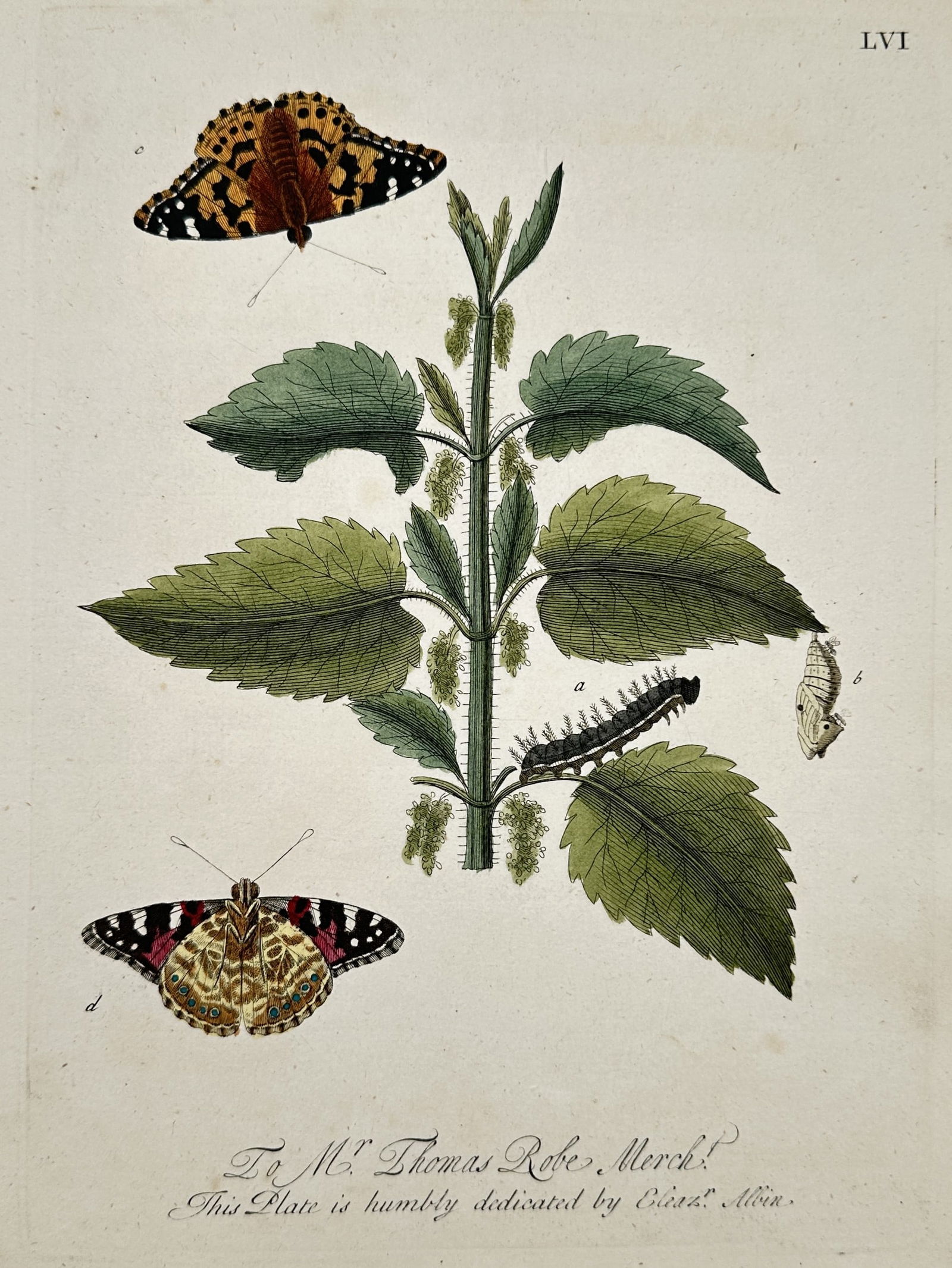 Eleazar Albin (1690-1742) - To Mr. Thomas Robe Merch! - Hand-coloured etching (1720) (1 of 2)