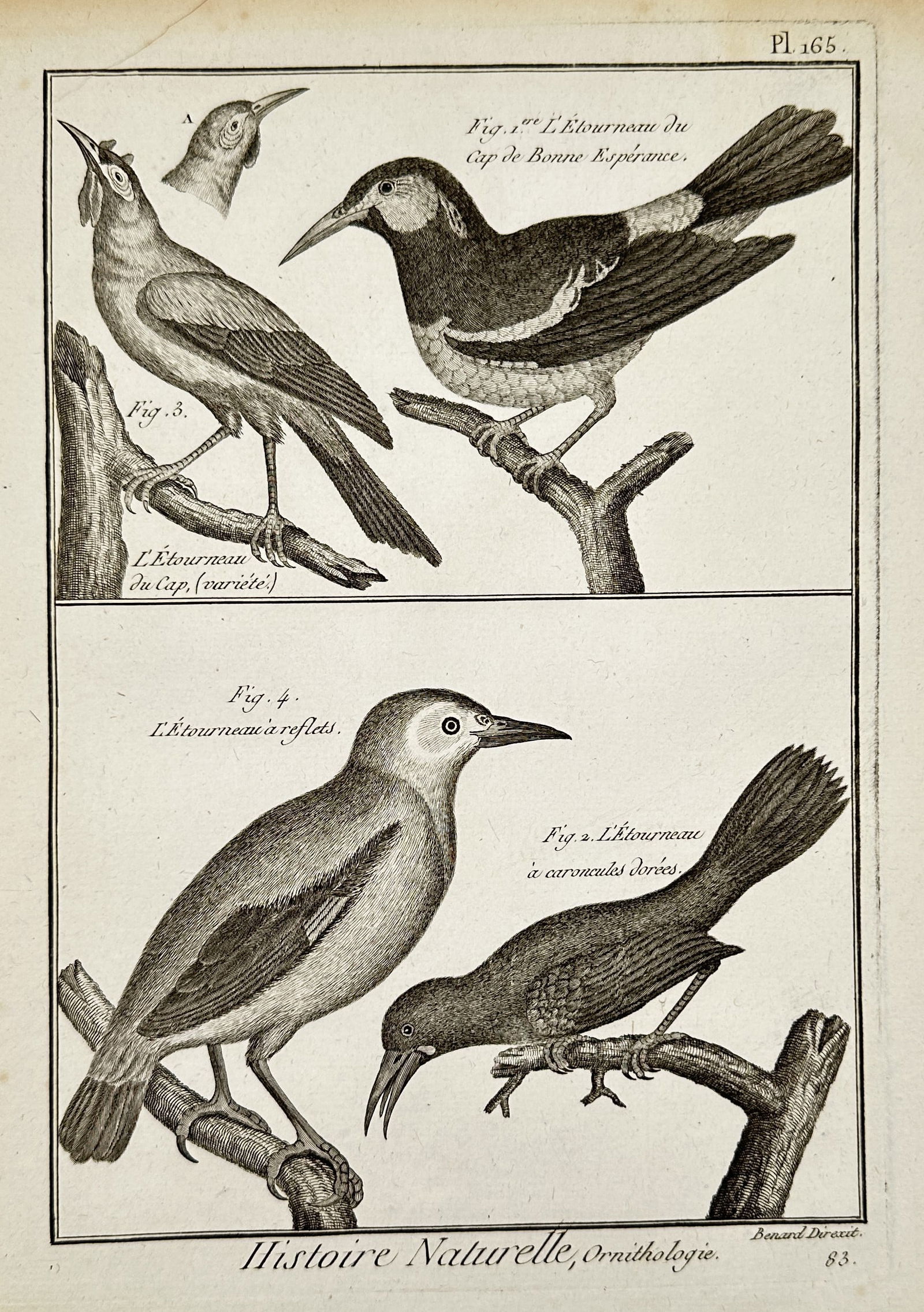 Robert Benard (1734-1777) – Engraving of Various Starling Species – Engraving (18th Century): Histoire Naturelle, Ornithologie depicts multiple species of starlings perched on branches, identifying specific varieties such as L'Etourneau du Cap de Bonne Esperance and L'Etourneau a caroncules do