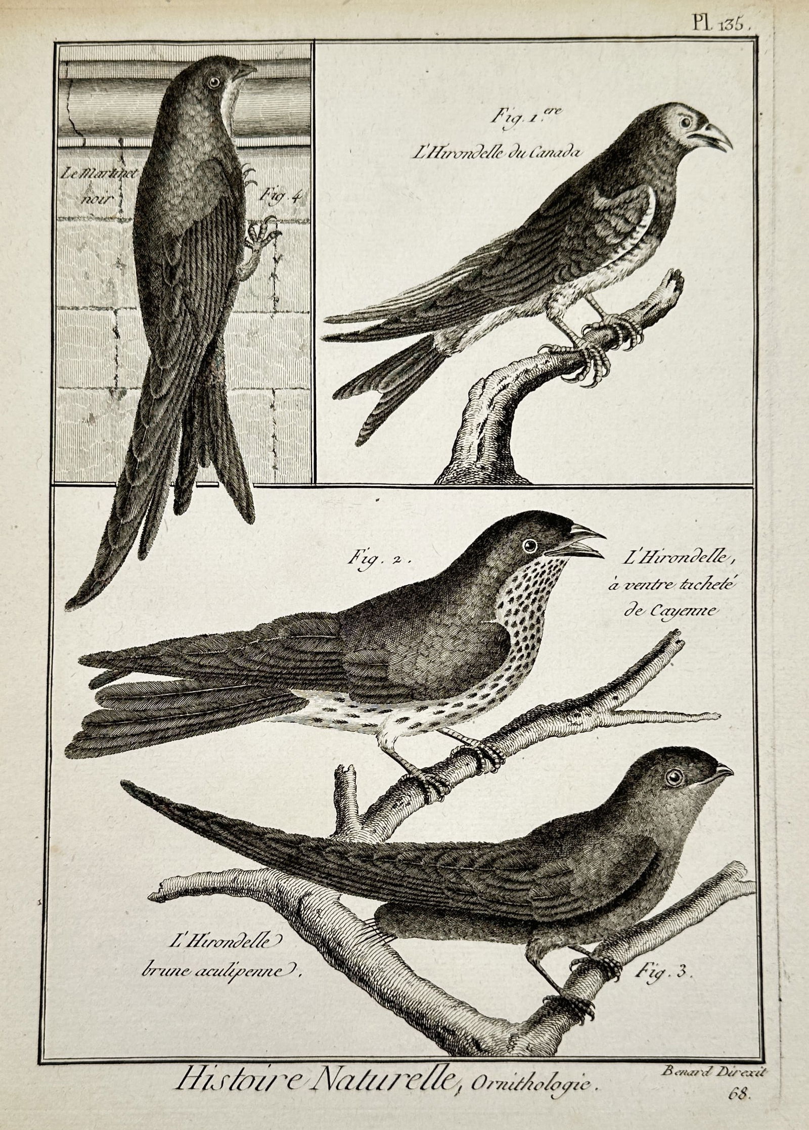 Robert Benard (1734-1777) – Engraving of Various Swallow Species – Engraving (18th Century) (1 of 2)