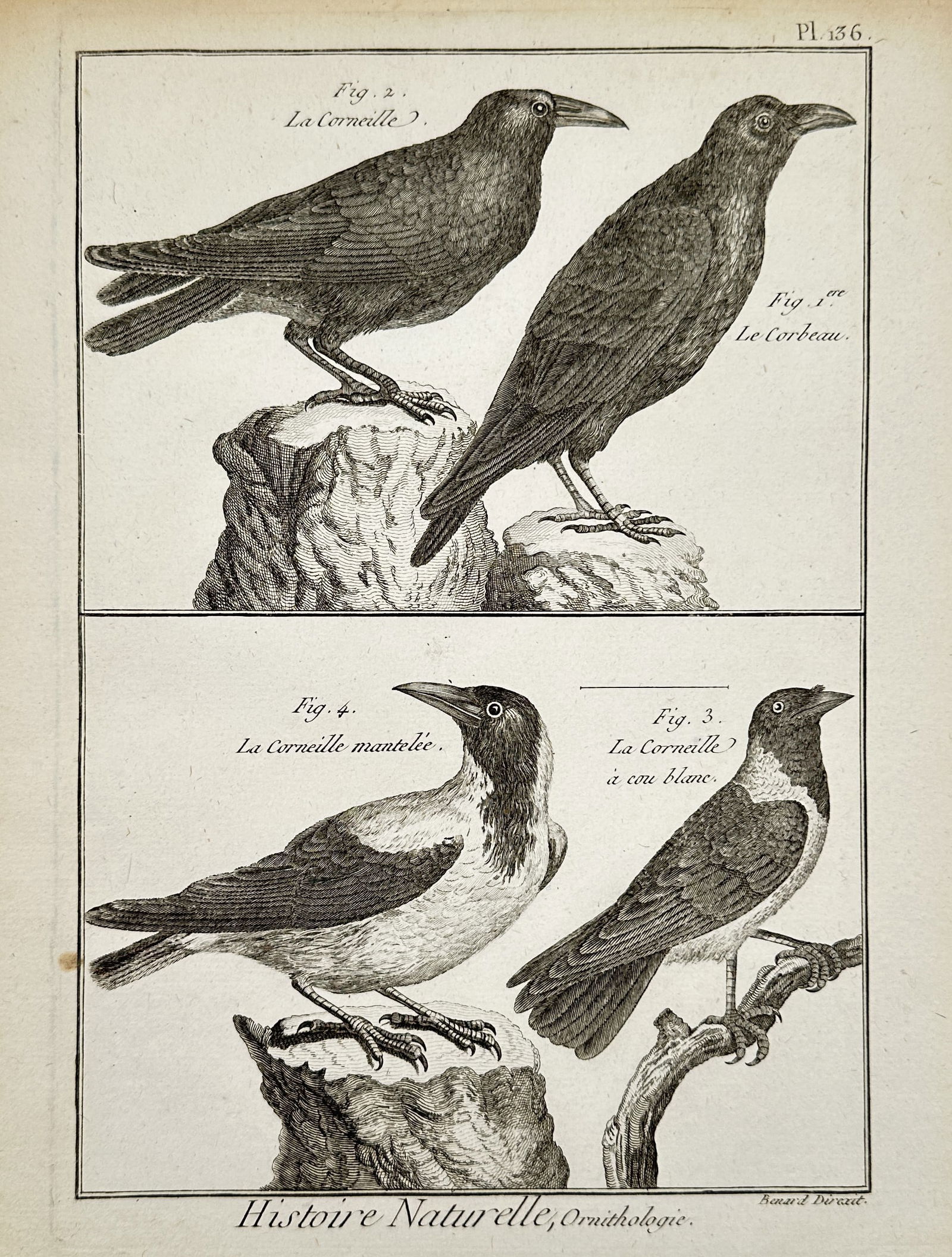 Robert Benard (1734-1777) – Engraving of Various Crow Species – Engraving (18th Century): "Histoire Naturelle, Ornithologie" depicts multiple species of crows and ravens, including the crow, the raven, the hooded crow, and the collared crow perched on rocks and branches. This engraving ori