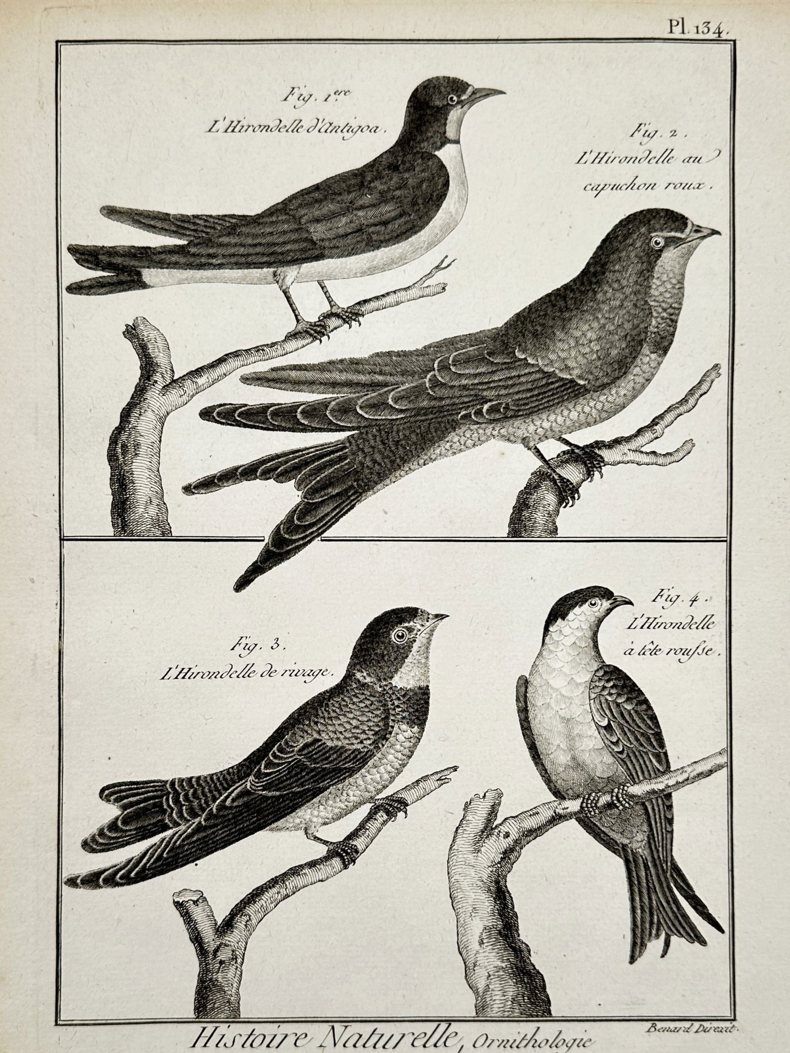 Robert Benard (1734–1777) – Anatomical Study of Swallow Species – Engraving (18th Century): "Histoire Naturelle, Ornithologie" depicts multiple species of swallows including L'Hirondelle d'Antigoa, L'Hirondelle au capuchon roux, L'Hirondelle de rivage, and L'Hirondelle à tête rousse perche
