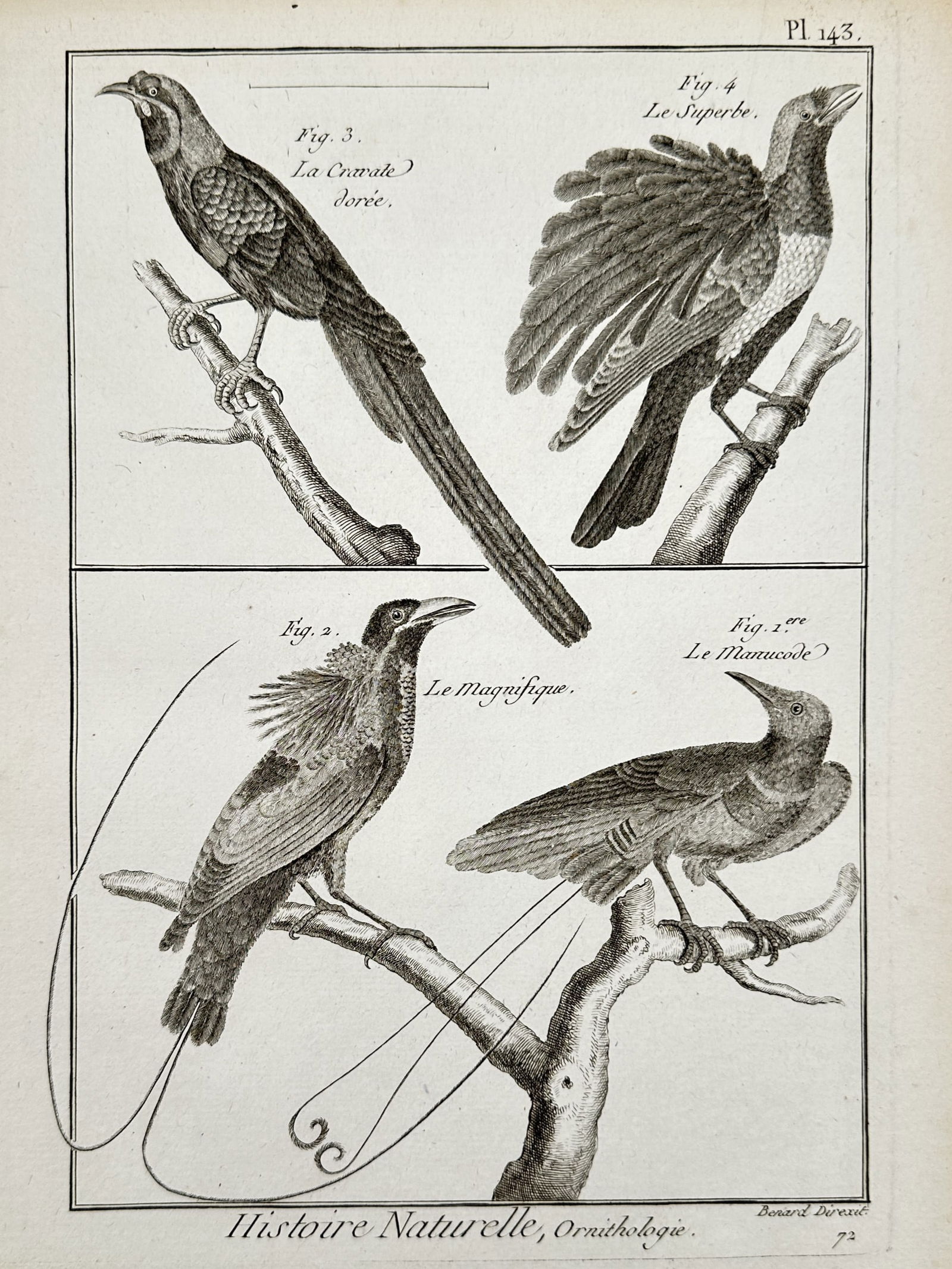 Robert Benard (1734–1777) – Engraving of Various Manucode and Bird of Paradise Species (1 of 2)