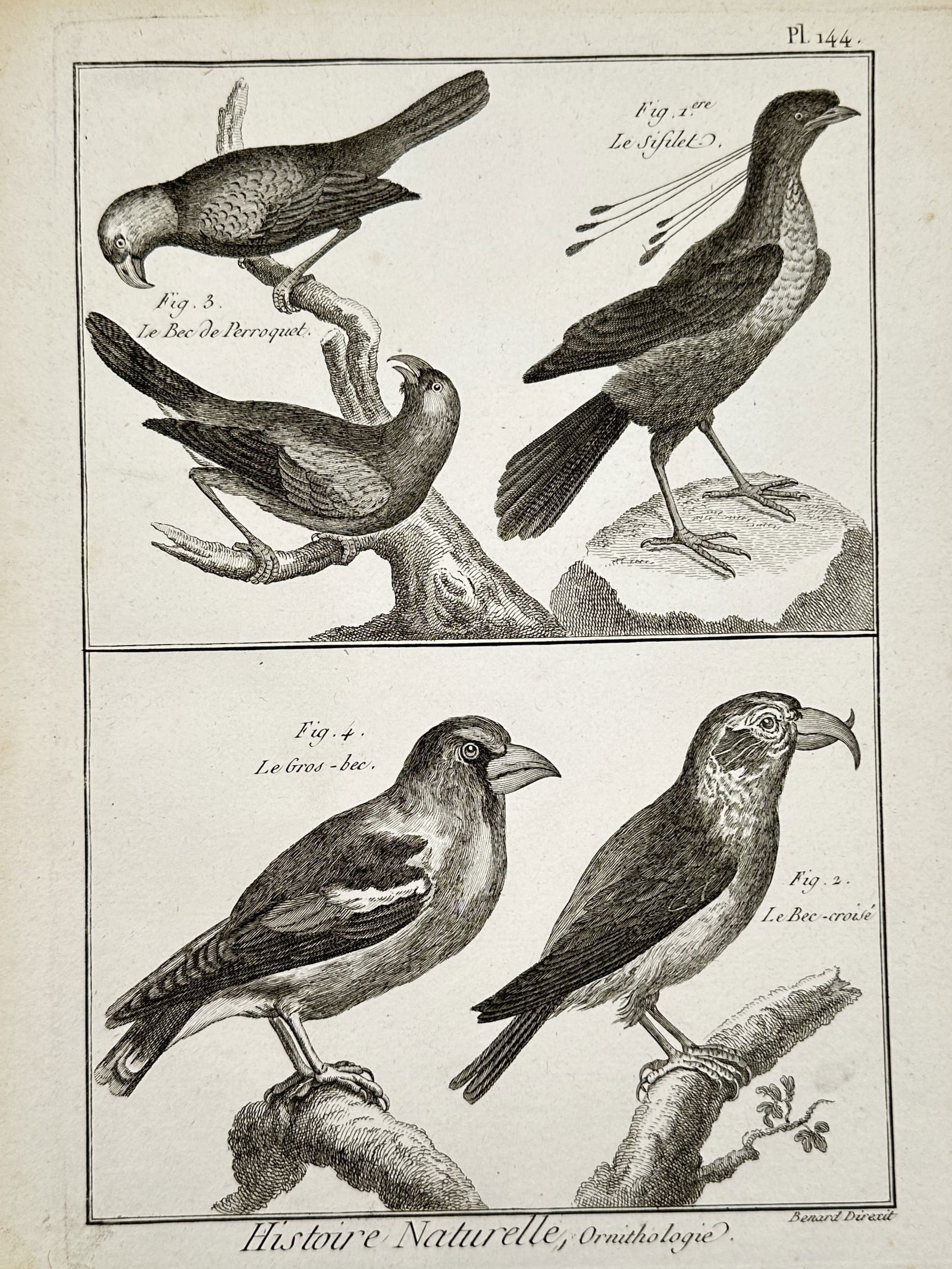 Robert Benard (1734-1777) – Engraving of Various Finch and Parrot Species – Engraving: Histoire Naturelle, Ornithologie depicts multiple species of birds, including the parrot-billed finch, the grosbeak, the crossbill, and the sifilet bird perched on branches. This engraving originates