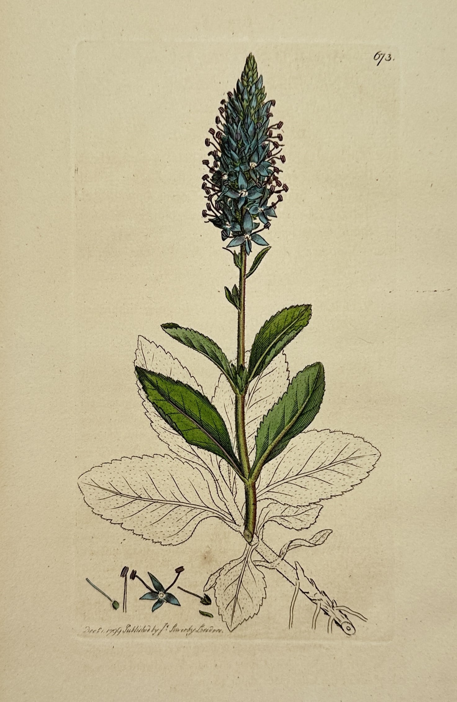 James Sowerby (1757-1822) – Botanical Illustration of Veronica spicata: "Veronica spicata" depicts the flowering plant with its distinct spike of blue flowers and green leaves. This engraving is from the botanical series English Botany, published in London. James Sowerby 