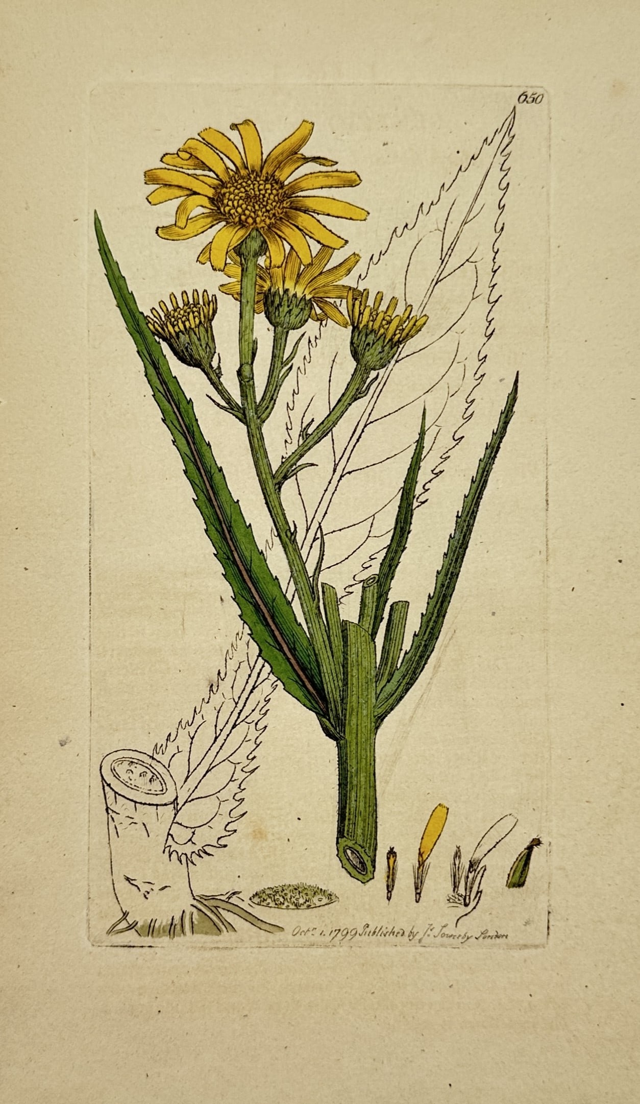 James Sowerby (1757-1822) – Botanical Illustration of Hieracium – Hand-coloured copper engraving: "Hieracium" depicts a flowering plant with vibrant yellow petals and detailed illustrations of its root and seed structures. This engraving is from the botanical series English Botany, published in Lo