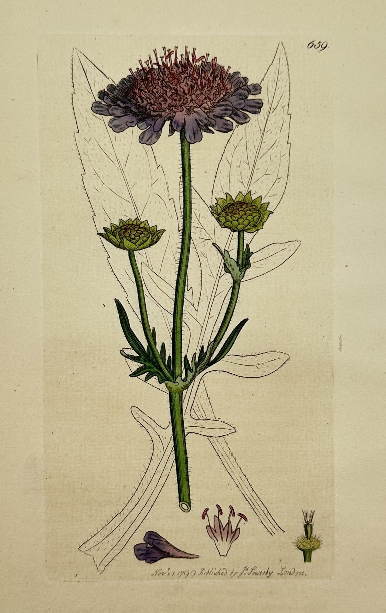 James Sowerby (1757-1822) – Botanical Illustration of Scabiosa columbaria: "Scabiosa columbaria" depicts the flowering plant with its distinct purple-blue flower head, foliage, and detailed dissection of the floral structure. This engraving is from the botanical series Engli