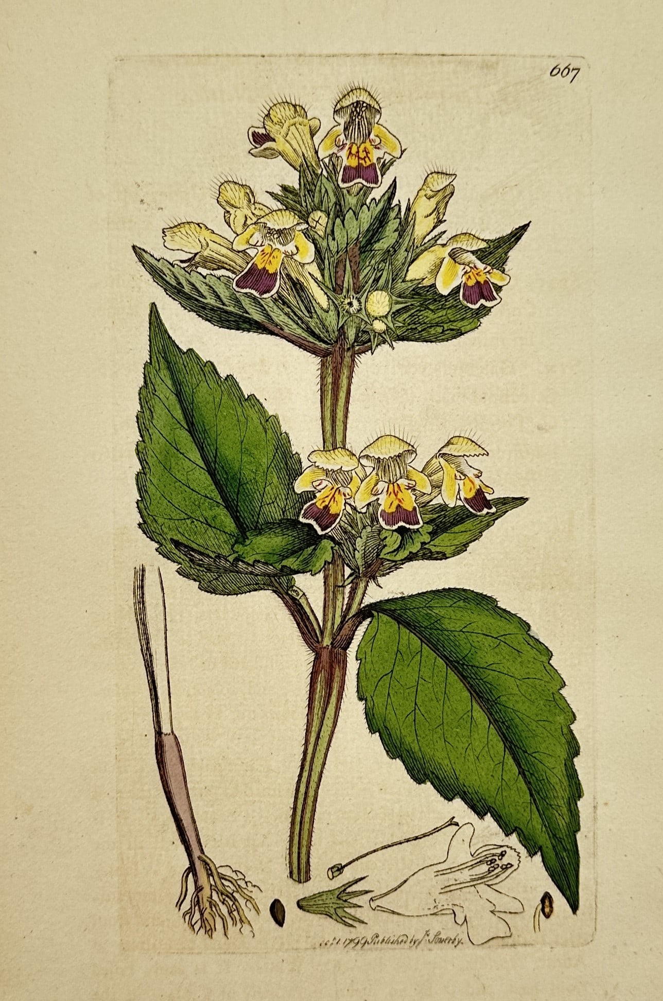 James Sowerby (1757–1822) – Botanical Illustration of Galeobdolon luteum: "Galeobdolon luteum" depicts the flowering plant with its yellow petals, distinctive green foliage, and detailed dissection of the floral structure. This engraving is from the botanical series English
