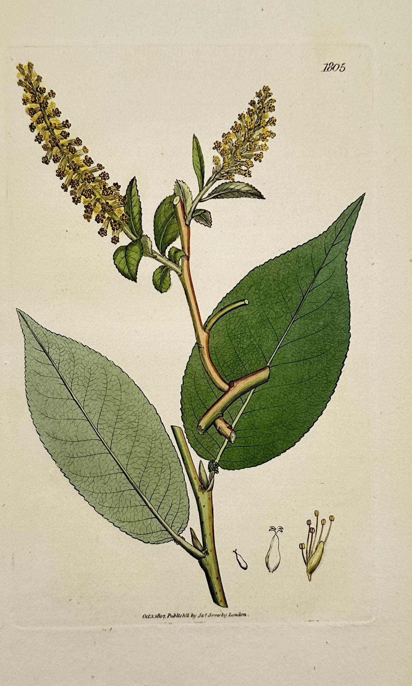 James Sowerby (1757-1822) – Botanical Illustration of Prunus padus (1 of 2)