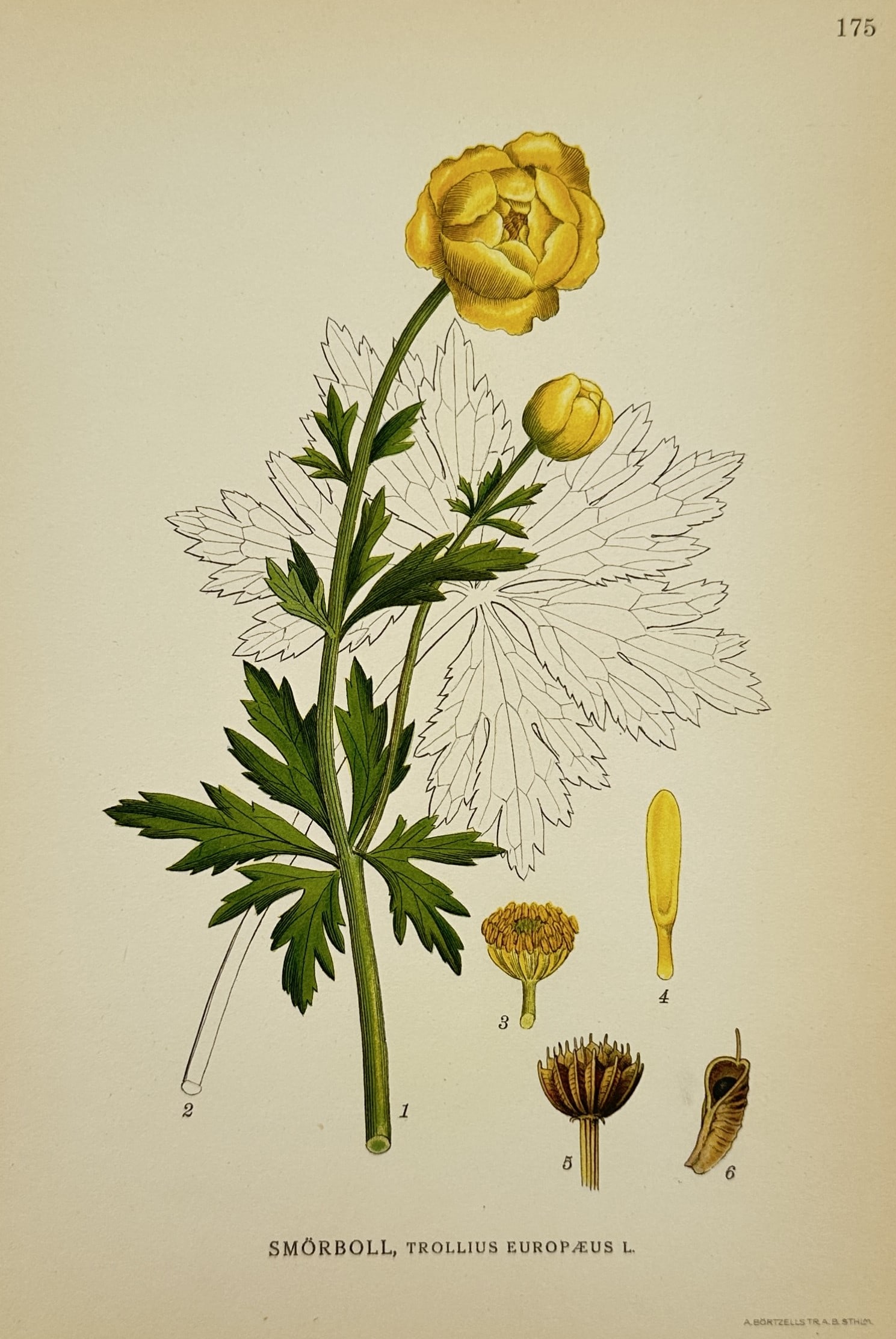Carl Lindman (1856–1928) – Botanical Illustration of Smörboll – Lithograph (1917–1926): Smörboll, Trollius europaeus L. depicts the flowering plant showing its distinctive globe-shaped yellow flowers, serrated leaves, and detailed dissections of the reproductive parts. This lithograph i
