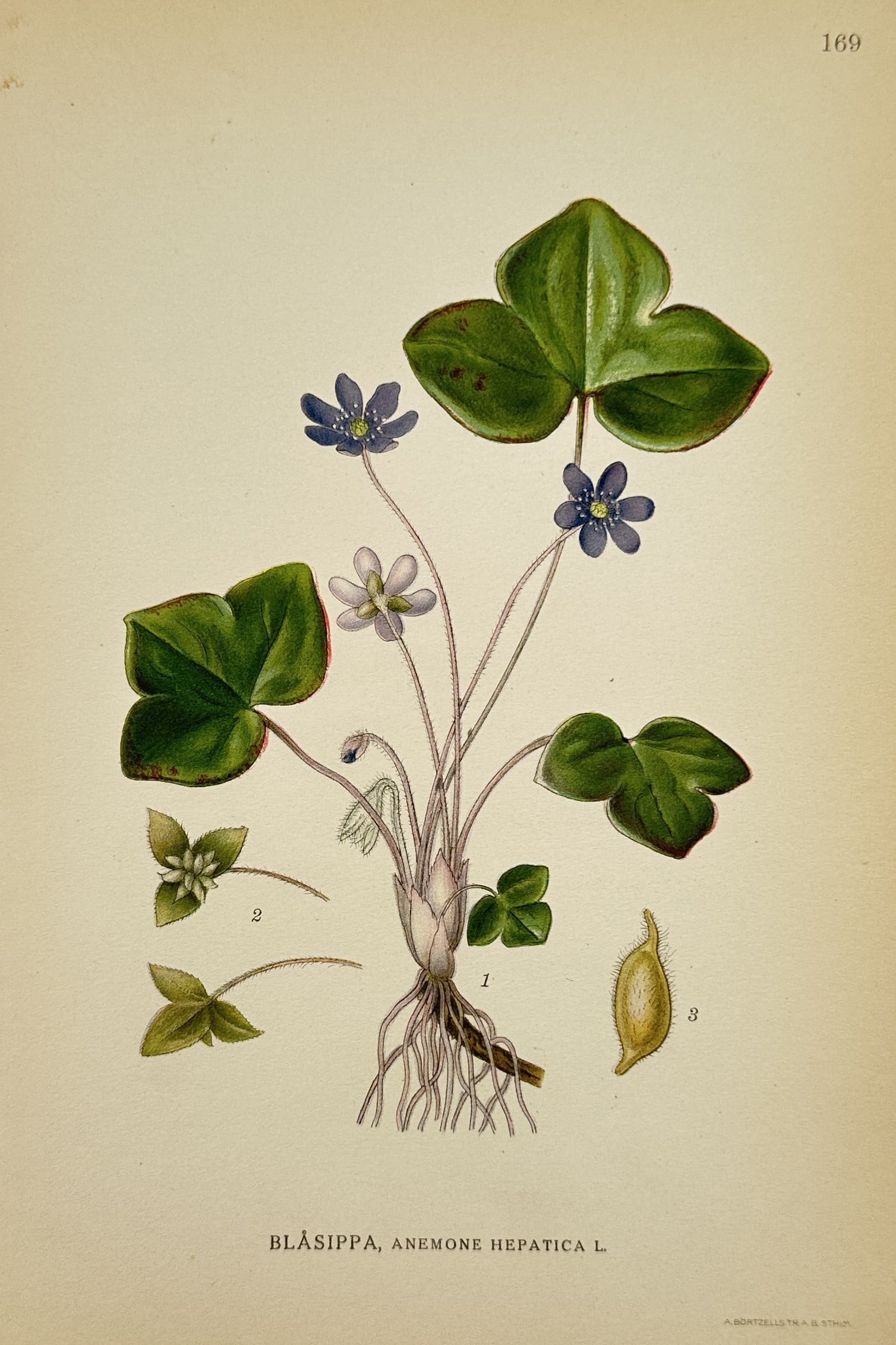 Carl Lindman (1856–1928) – Botanical Illustration of Anemone hepatica – Lithograph: "Blåsippa, Anemone hepatica L." displays the flowering plant featuring its characteristic three-lobed leaves, small blue and white blossoms, and detailed root structure. This lithograph originates fr