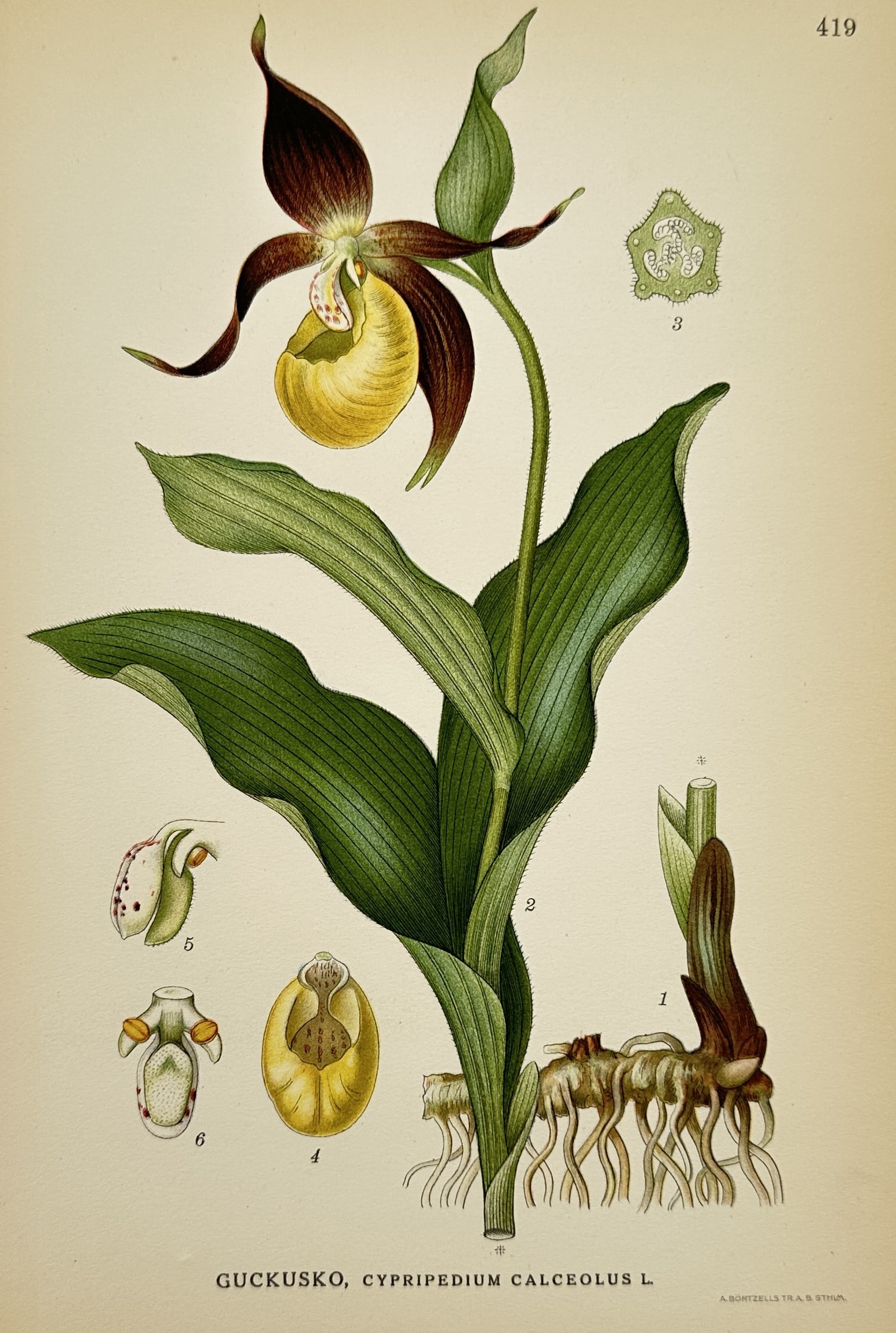 Carl Lindman (1856-1928) - Botanical Illustration of Lady's-slipper Orchid - Lithograph (1917-1926): "Guckusko, Cypripedium calceolus L." displays the flowering orchid showing its distinctive yellow pouch-like labellum, sepals, petals, serrated foliage, and root structure. This lithograph is from the
