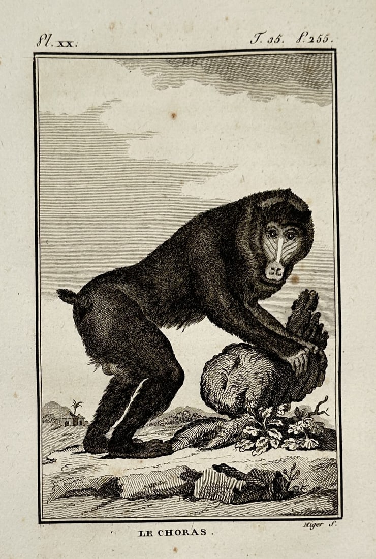 Georges-Louis Leclerc, Georges-Louis Leclerc, Comte de Buffon – Portrait of the Choras –: "LE CHORAS" illustrates a baboon positioned in a natural environment. This engraving is from the monumental encyclopedic series Histoire Naturelle, published in France. Georges-Louis Leclerc, Georges-