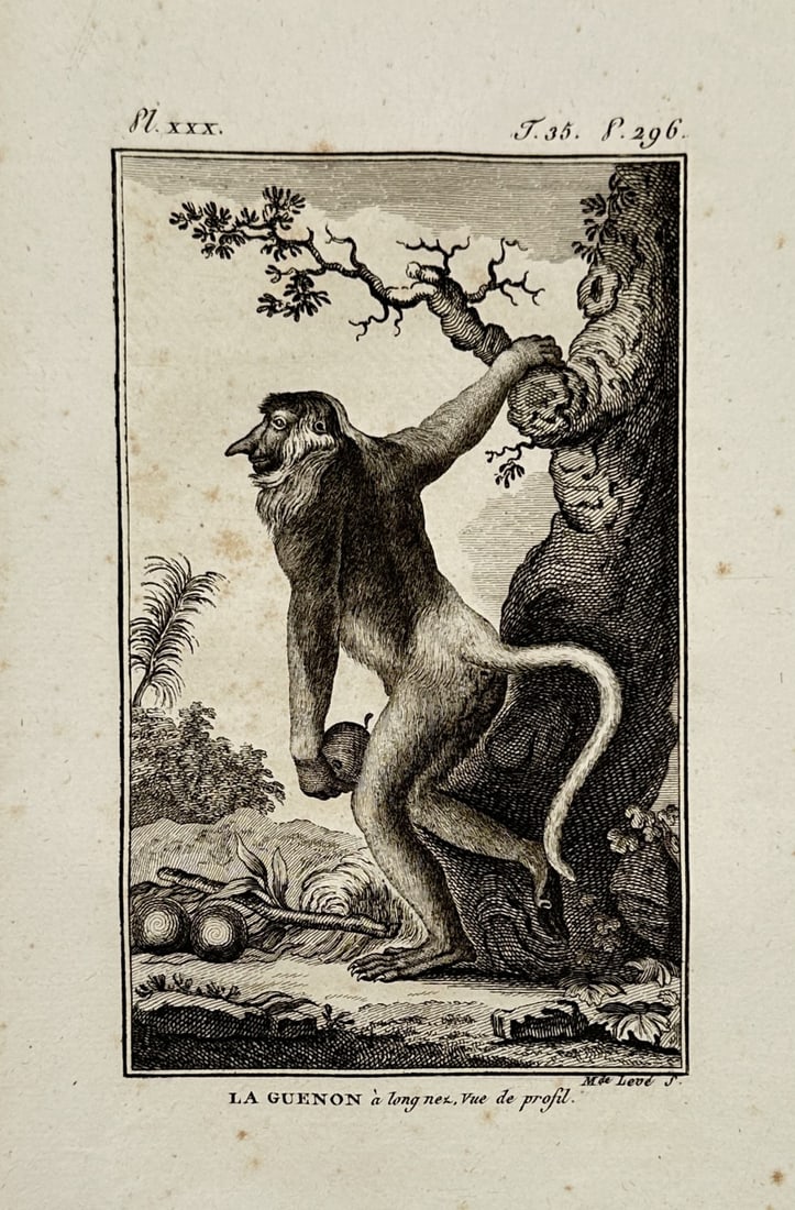 Georges-Louis Leclerc, Georges-Louis Leclerc, Comte de Buffon – Portrait of the Long-nosed Monkey: "LA GUENON à long nez" illustrates a long-nosed monkey, often identified as a proboscis monkey, depicted in a profile within a naturalistic landscape. This engraving is from the monumental encycloped