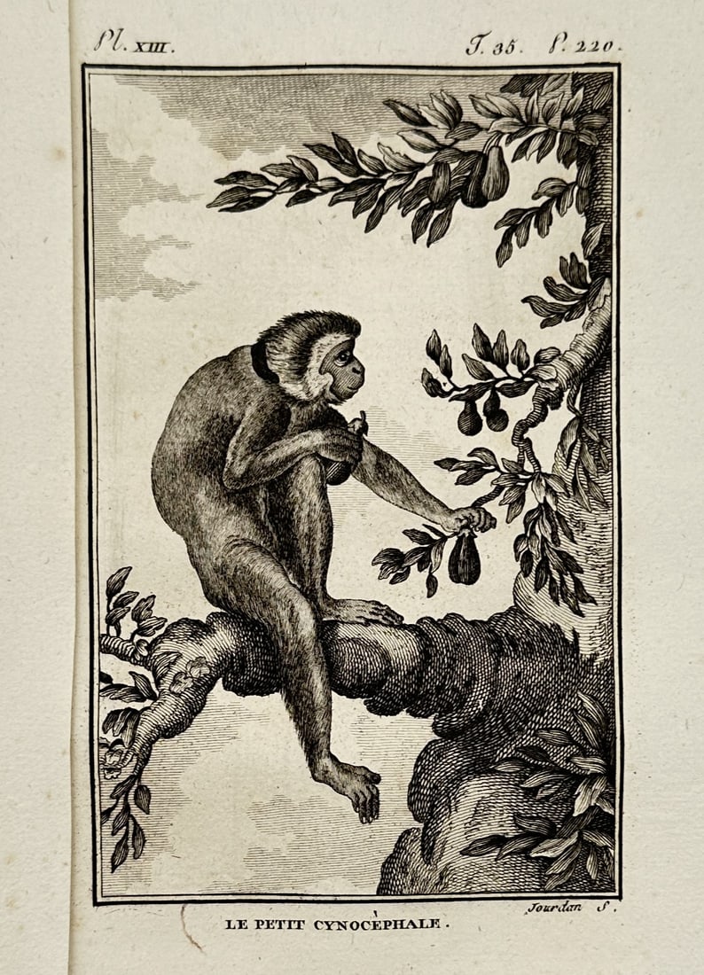 Georges-Louis Leclerc, Georges-Louis Leclerc, Comte de Buffon – Portrait of the Lesser Baboon (1 of 2)