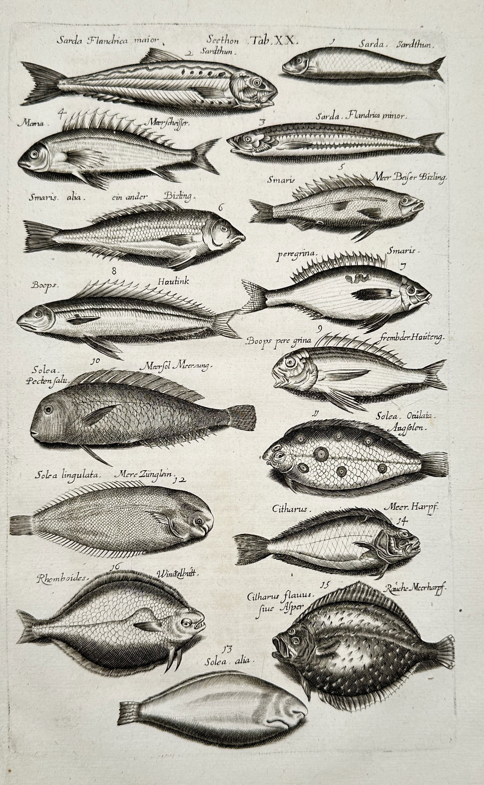 Johannes Jonstonus (1603–1675) – Ichthyological Study of Fish – Engraving (17th Century): The work illustrates a systematic collection of various fish species, arranged in rows with Latin labels, showcasing the anatomical detail characteristic of 17th-century natural history documentation.