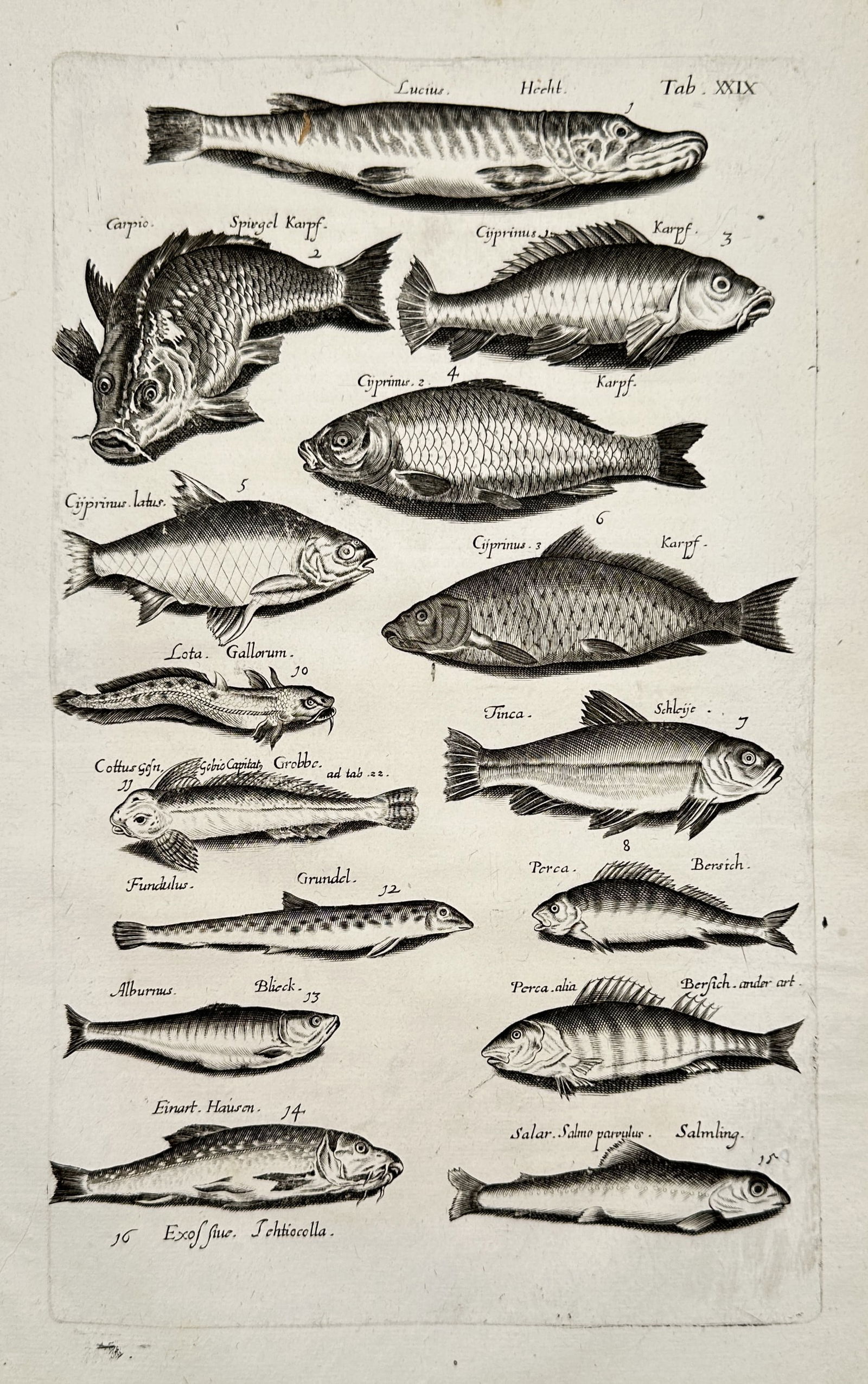Johannes Jonstonus (1603–1675) – Systematic Fish Classification Study – Engraving (17th: The print displays a systematic collection of various fish species, organized in rows and labeled with Latin terminology, reflecting the anatomical precision of 17th-century natural history documentat