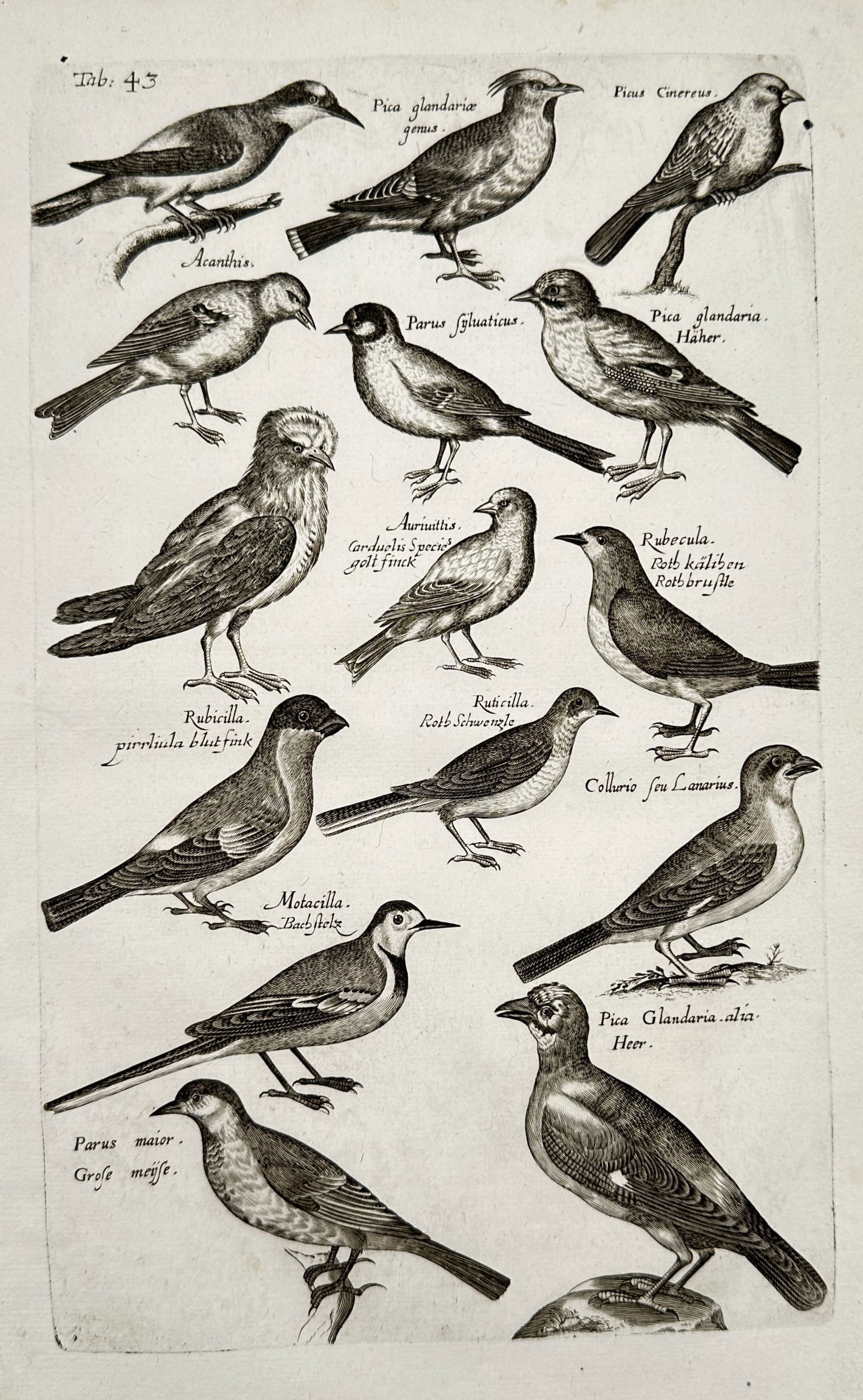 Johannes Jonstonus (1603–1675) – Systematic Fish Classification Study – Engraving (17th: The print displays a systematic collection of various fish species, organized in rows and labeled with Latin terminology, reflecting the anatomical precision of 17th-century natural history documentat