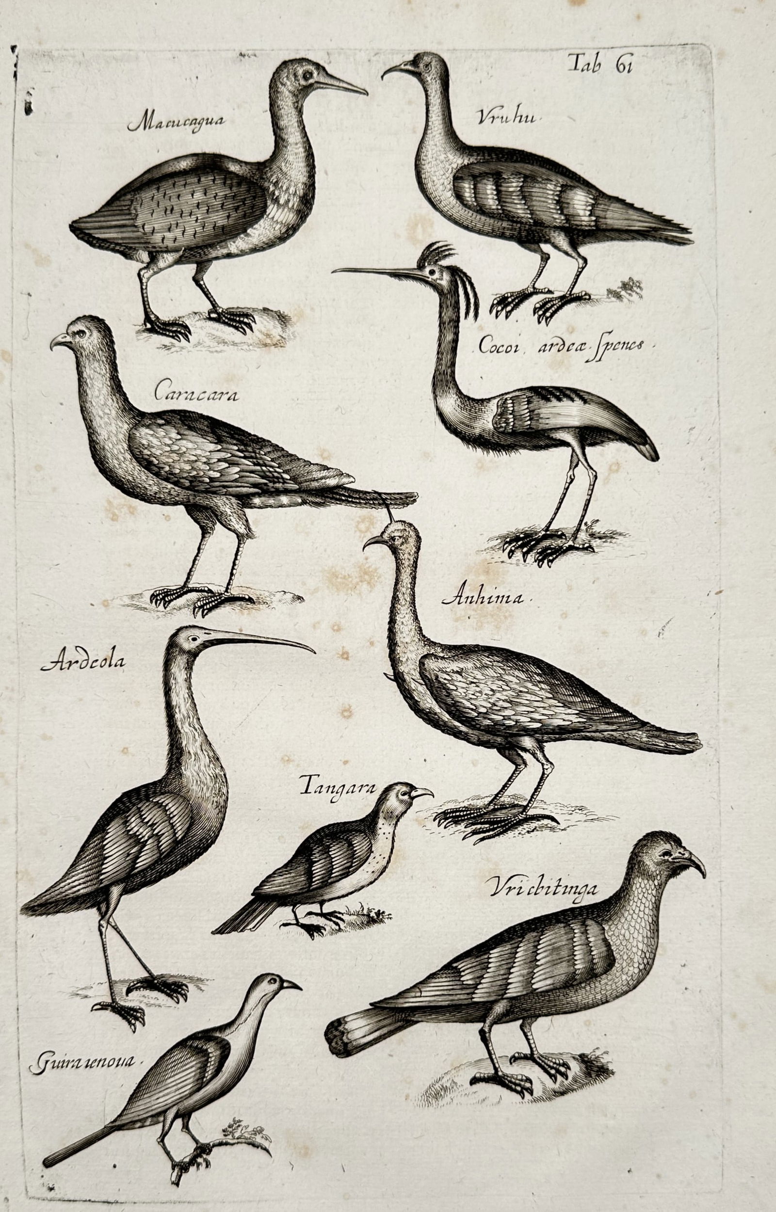 Johannes Jonstonus (1603–1675) – Ichthyological Study of Fish – Engraving (17th Century): The work illustrates a systematic collection of various fish species, arranged in rows with Latin labels, showcasing the anatomical detail characteristic of 17th-century natural history documentation.