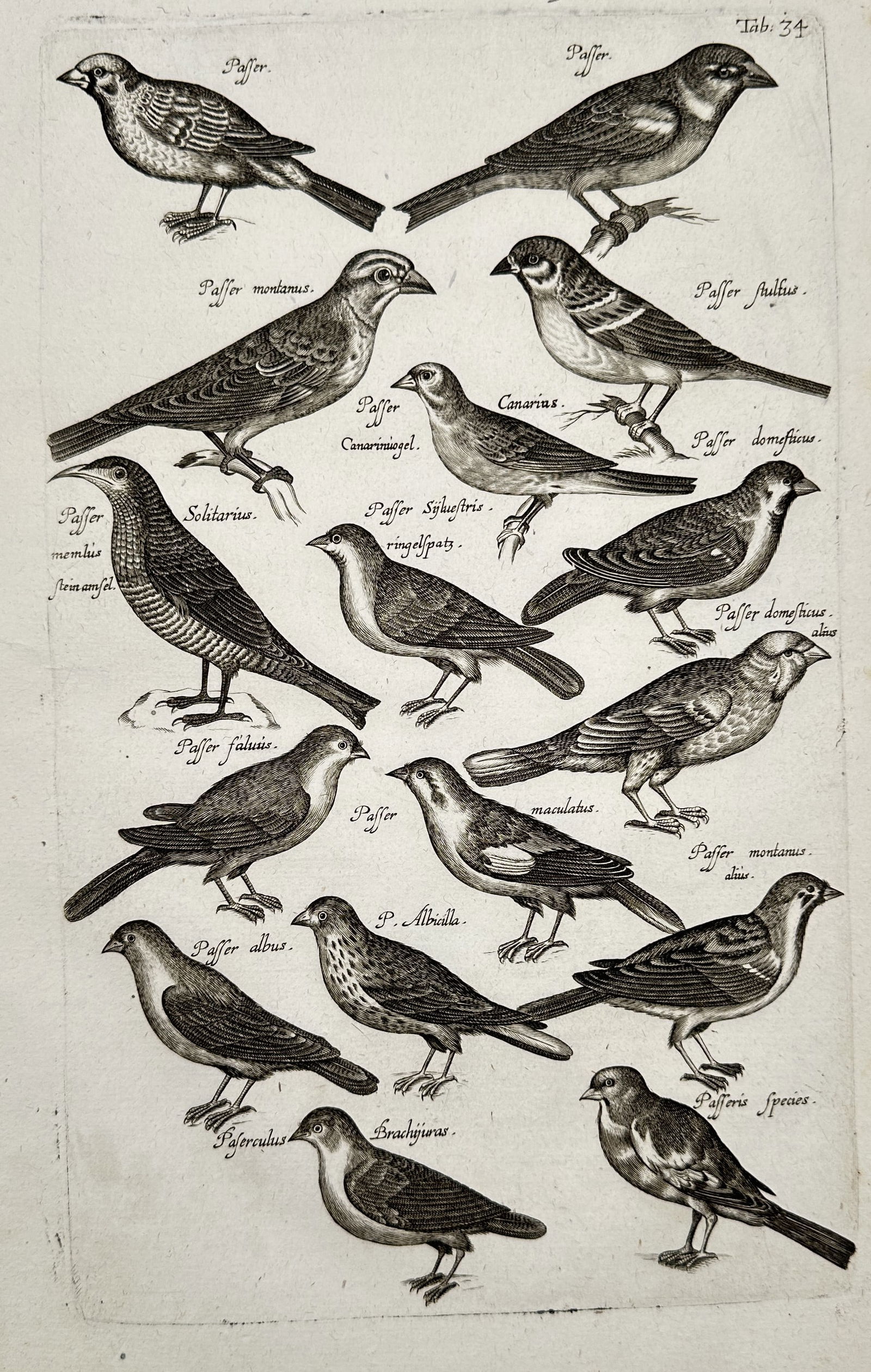 Johannes Jonstonus (1603–1675) – Systematic Classification of Fish Species – Engraving (1 of 2)