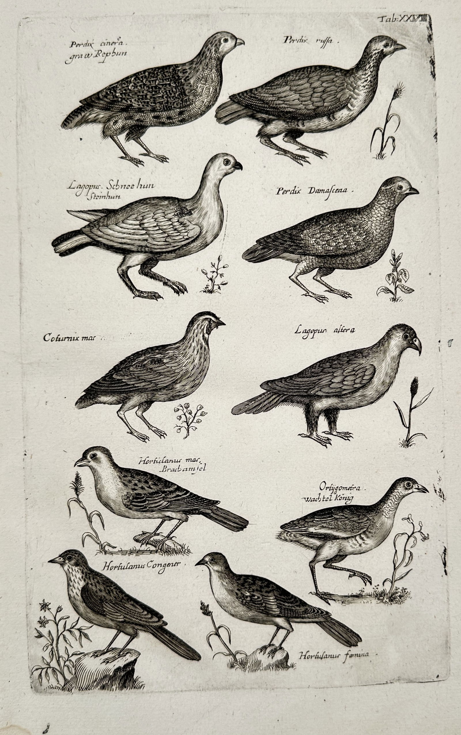 Johannes Jonstonus (1603-1675) – Systematic Classification of Fish Species – Engraving: "Systematic Classification of Fish Species" depicts various freshwater fish arranged in rows with accompanying Latin labels, demonstrating the anatomical detail found in seventeenth-century natural hi