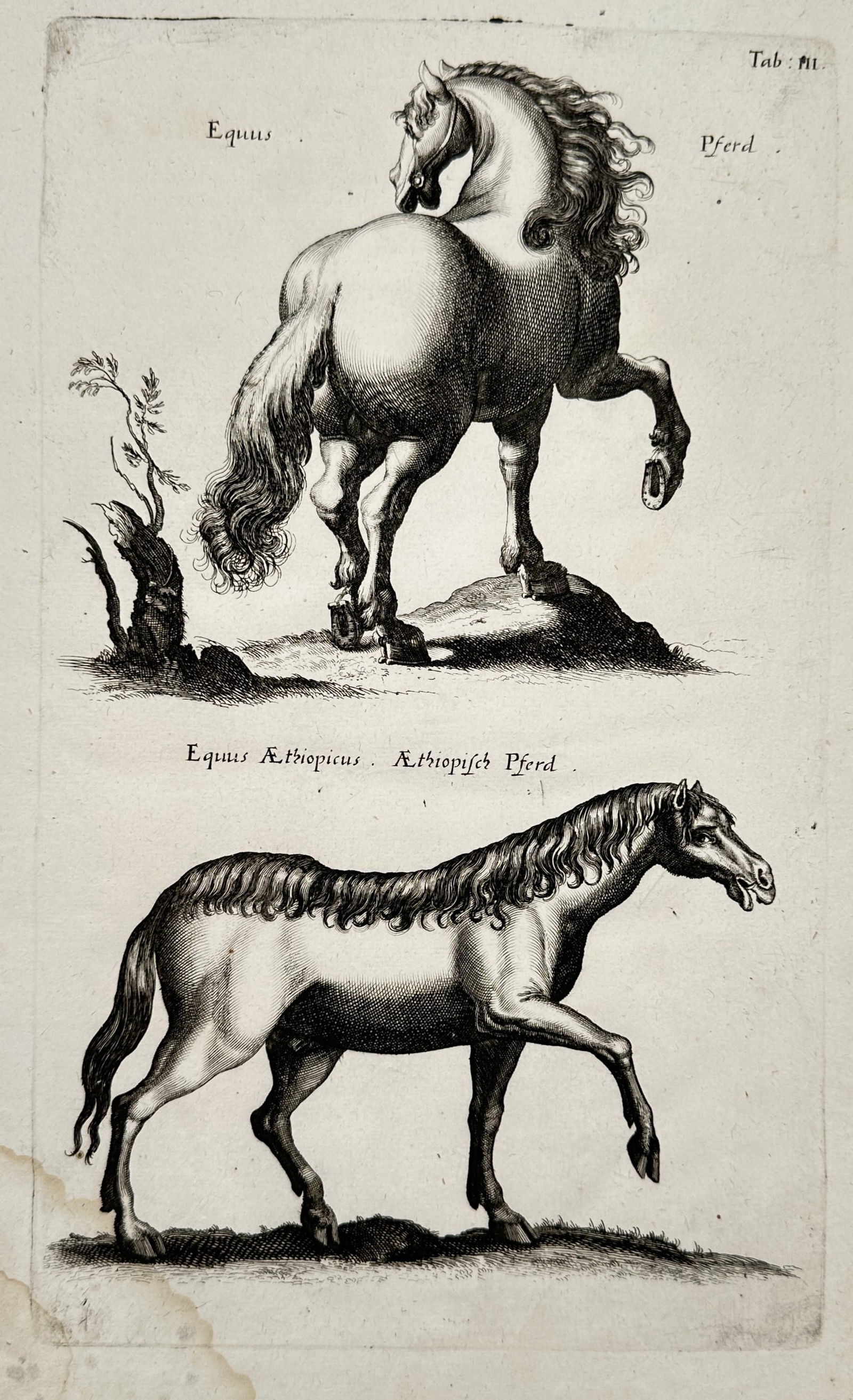 Johannes Jonstonus (1603–1675) – Systematic Classification of Horses – Engraving (17th: "Equus" and "Equus Aethiopicus" depict two variations of horses in profile, showcasing anatomical detail typical of seventeenth-century natural history documentation. This engraving is from the compre