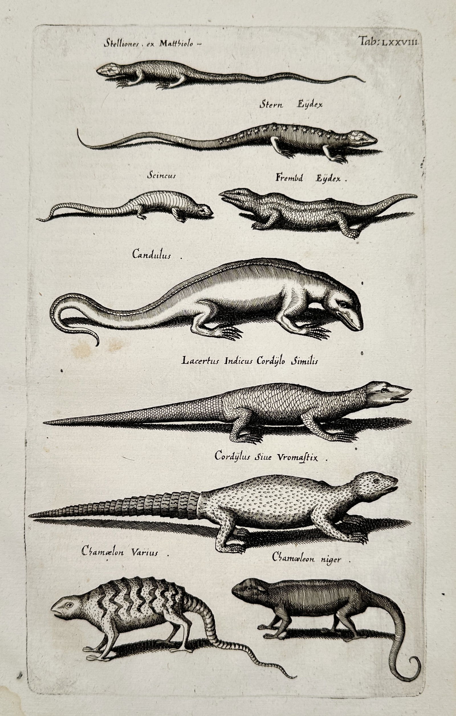 Johannes Jonstonus (1603–1675) – Zoological Study of Lizards – Engraving (17th Century): "Zoological Study of Lizards" illustrates various reptile species, including chameleons and skinks, presented with scientific nomenclature in a systematic arrangement. This engraving is from the found