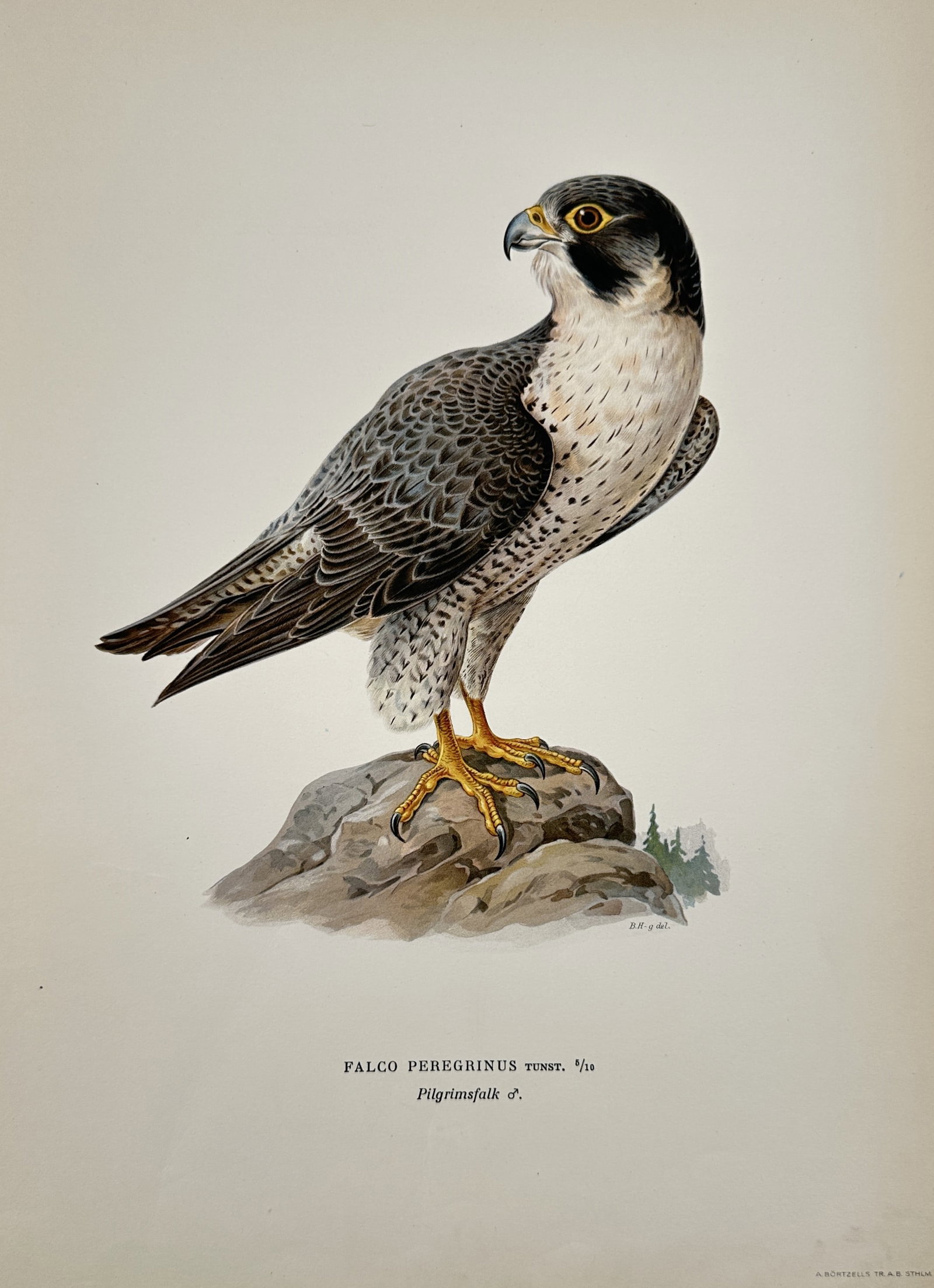 Magnus von Wright (1805–1868) – Peregrine Falcon – Lithograph (1920: Falco peregrinus Tunst. depicts a peregrine falcon perched on a rock, rendered in a detailed and realistic style characteristic of late ornithological studies. This lithograph originates from a collec