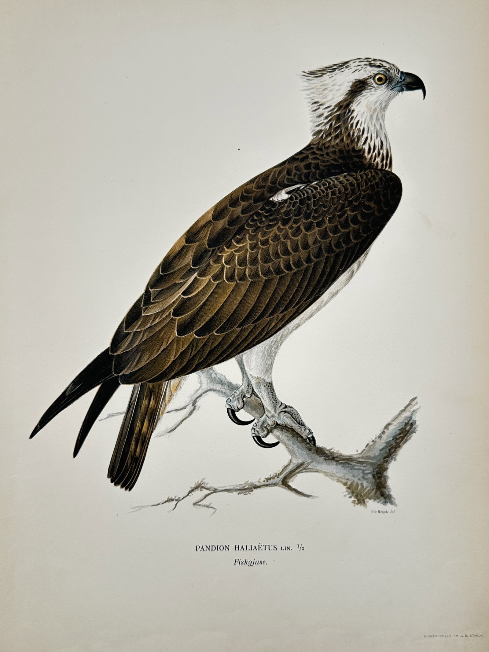 Magnus von Wright (1805–1868) – Osprey – Lithograph (1920s): Pandion haliaëtus depicts a standing osprey, rendered in a detailed style characteristic of ornithological studies. This print originates from a collection of avian illustrations published in Stockho