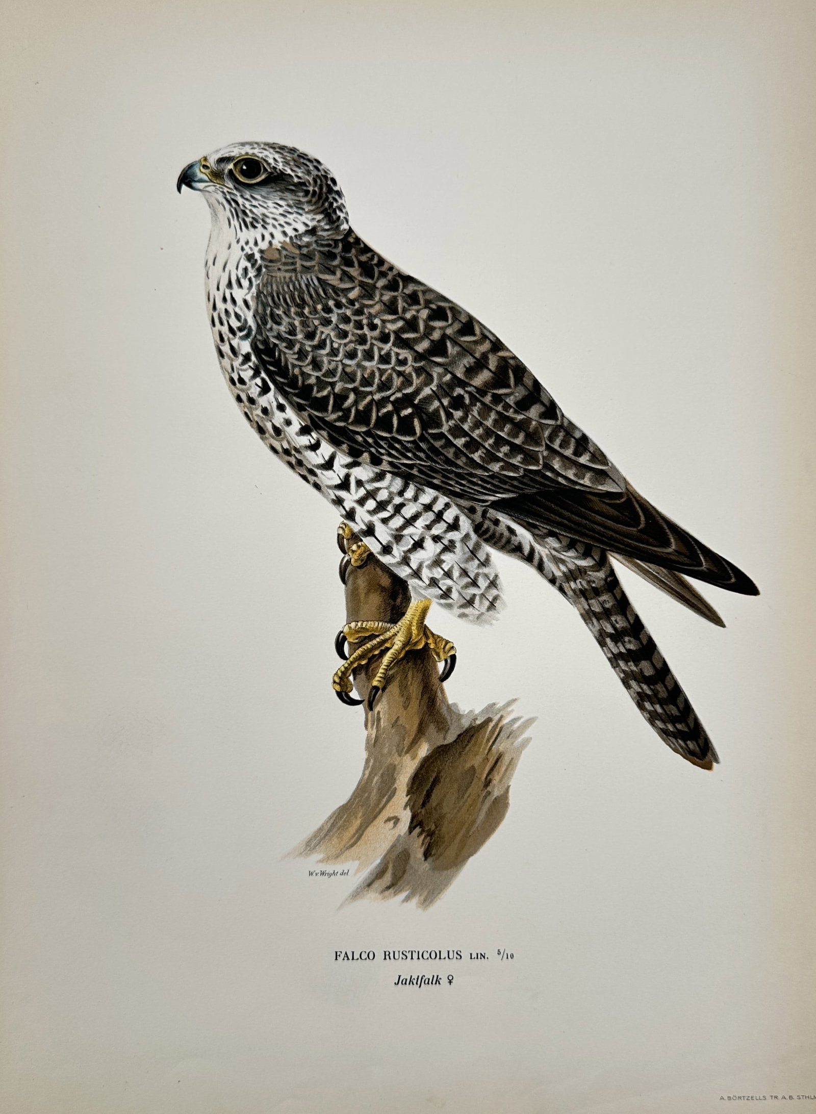 Magnus von Wright (1805–1868) – Gyrfalcon – Lithograph (1920s): FALCO RUSTICOLUS LIN. depicts a gyrfalcon perched on a stump, rendered in a detailed and realistic style characteristic of late ornithological studies. This print originates from the Svenska Fåglar c