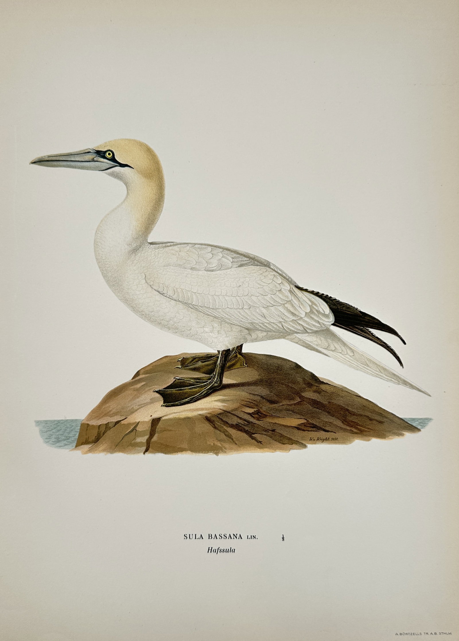Magnus von Wright (1805–1868) – Northern Gannet – Lithograph (1920s): SULA BASSANA LIN. depicts a northern gannet perched on a rock, rendered in a detailed and realistic style characteristic of late ornithological studies. This print originates from a collection of avia