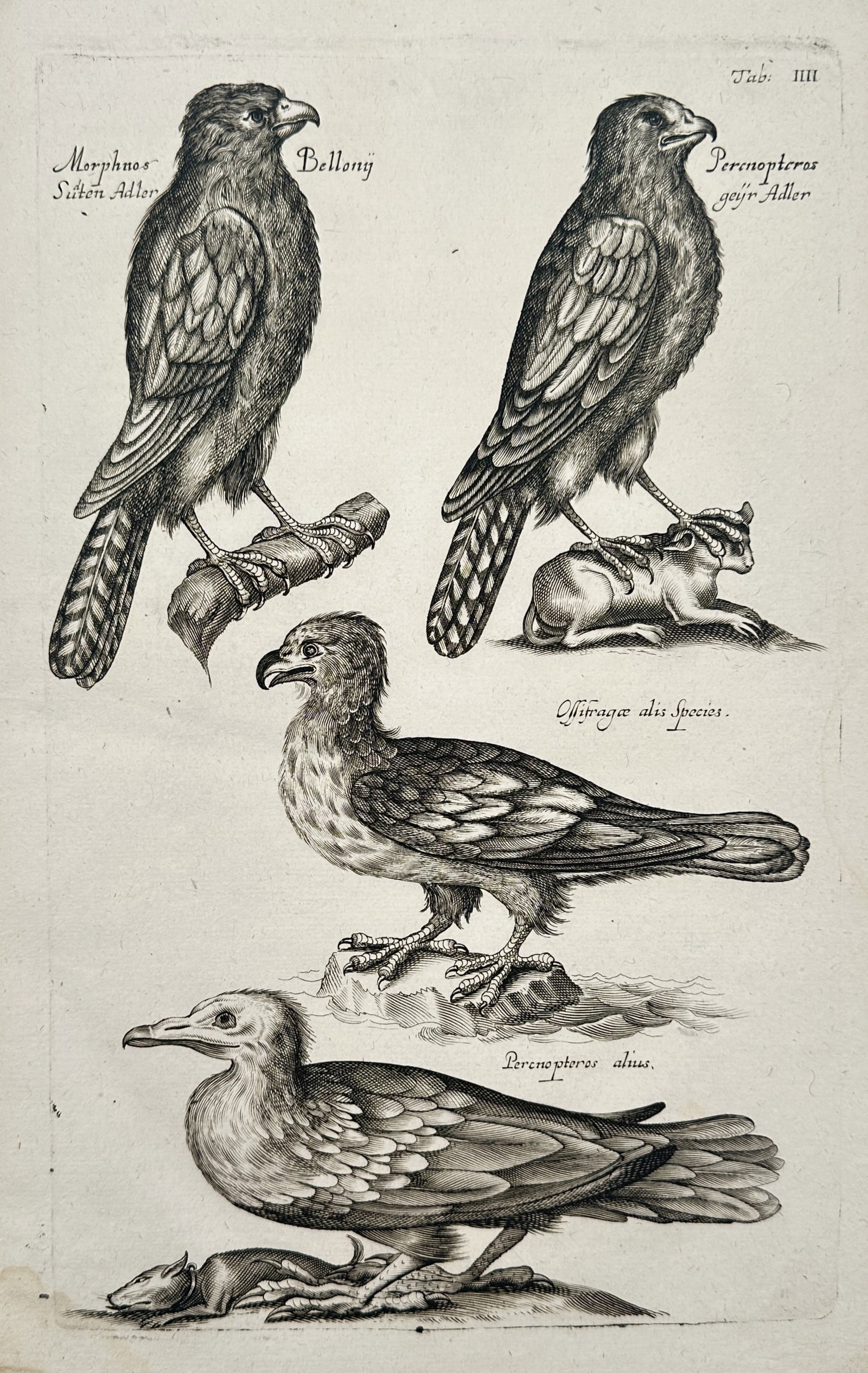 Johannes Jonstonus (1603–1675) – Study of Predatory Eagles and Vultures – Copper: "Studies of Eagles and Vultures" depicts several species of birds of prey, featuring eagles and vultures in various poses. The composition includes the Morphnos and Percnopterus, with some birds shown