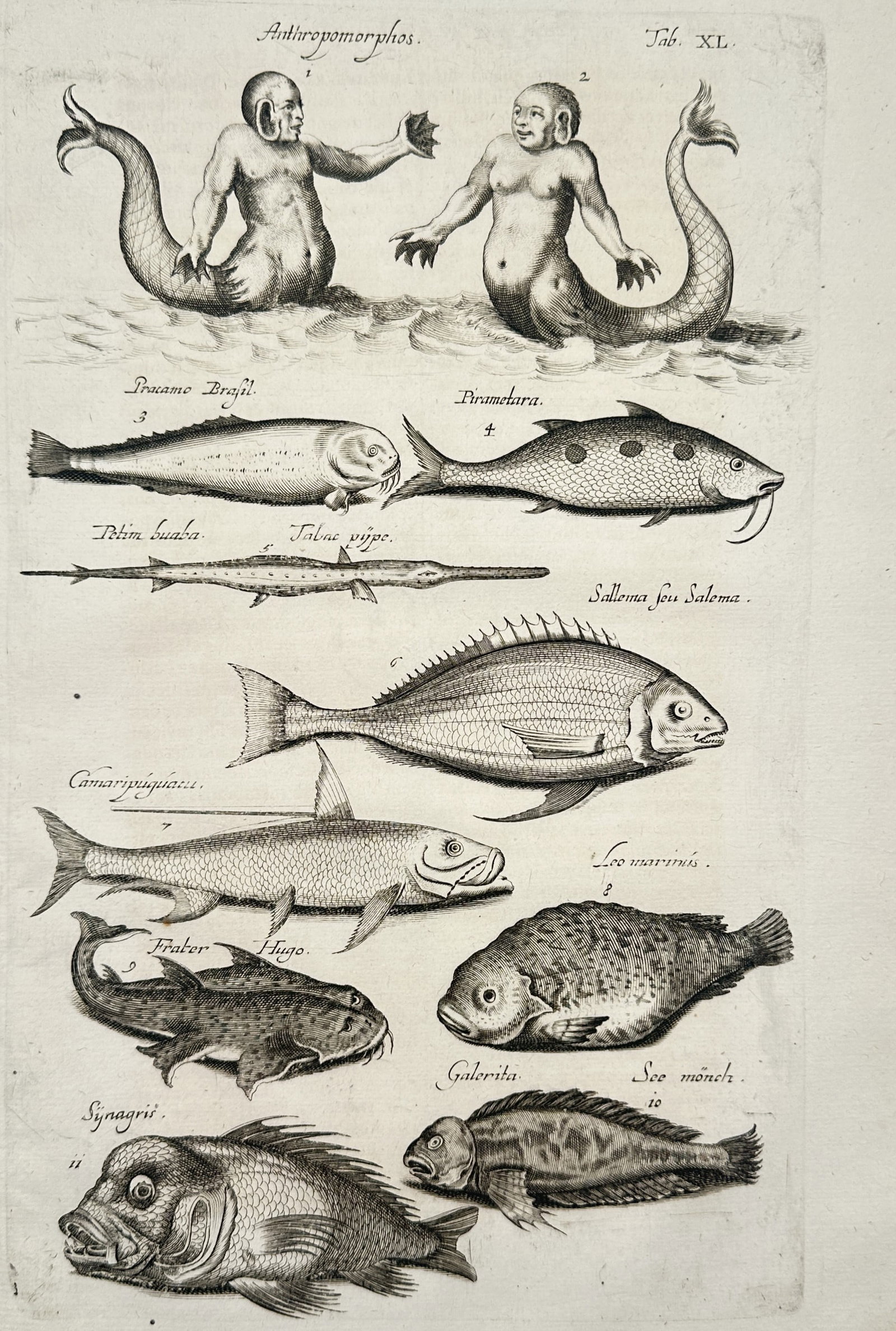 Johannes Jonstonus (1603–1675) – Study of Mythological Merfolk and Exotic Fish – Copper (1 of 2)