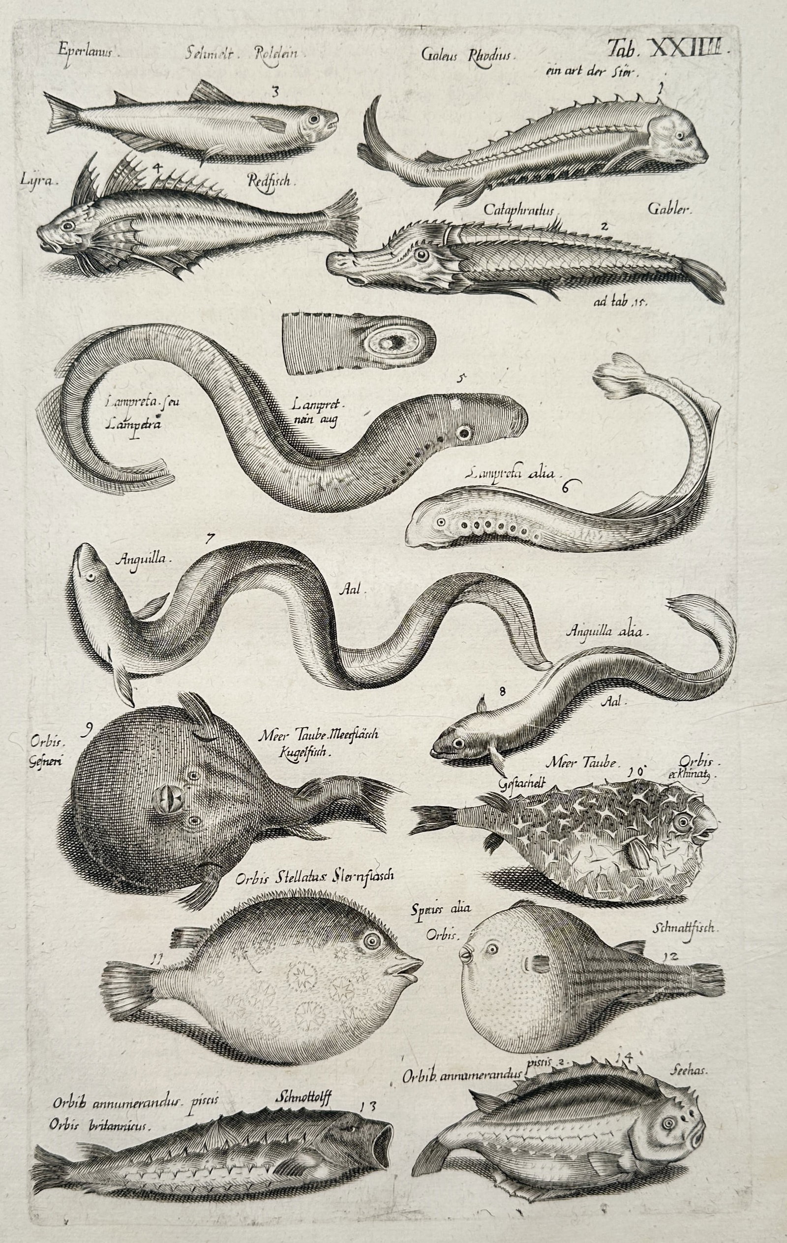 Johannes Jonstonus (1603–1675) – Study of Eels and Globefish Varieties – Copper: "Studies of Eels and Globefish" depicts several species of aquatic life, featuring various elongated eels identified as Lampetra and Anguilla in the center of the plate. The lower half of the composit