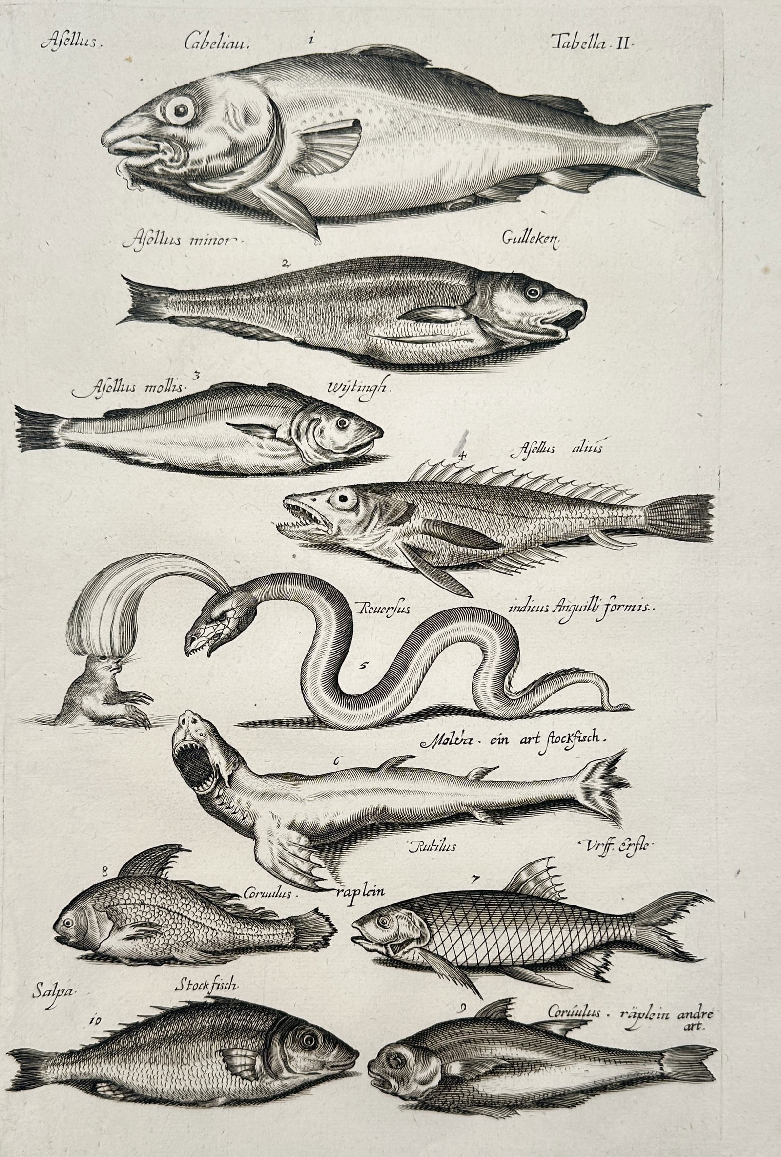 Johannes Jonstonus (1603–1675) – Study of Marine Fish and Sea Serpents – Copper: "Studies of Marine Fish and Serpents" illustrates a diverse array of aquatic life, featuring several species of gadoids such as the cod and whiting identified as Asellus at the top of the plate. The c
