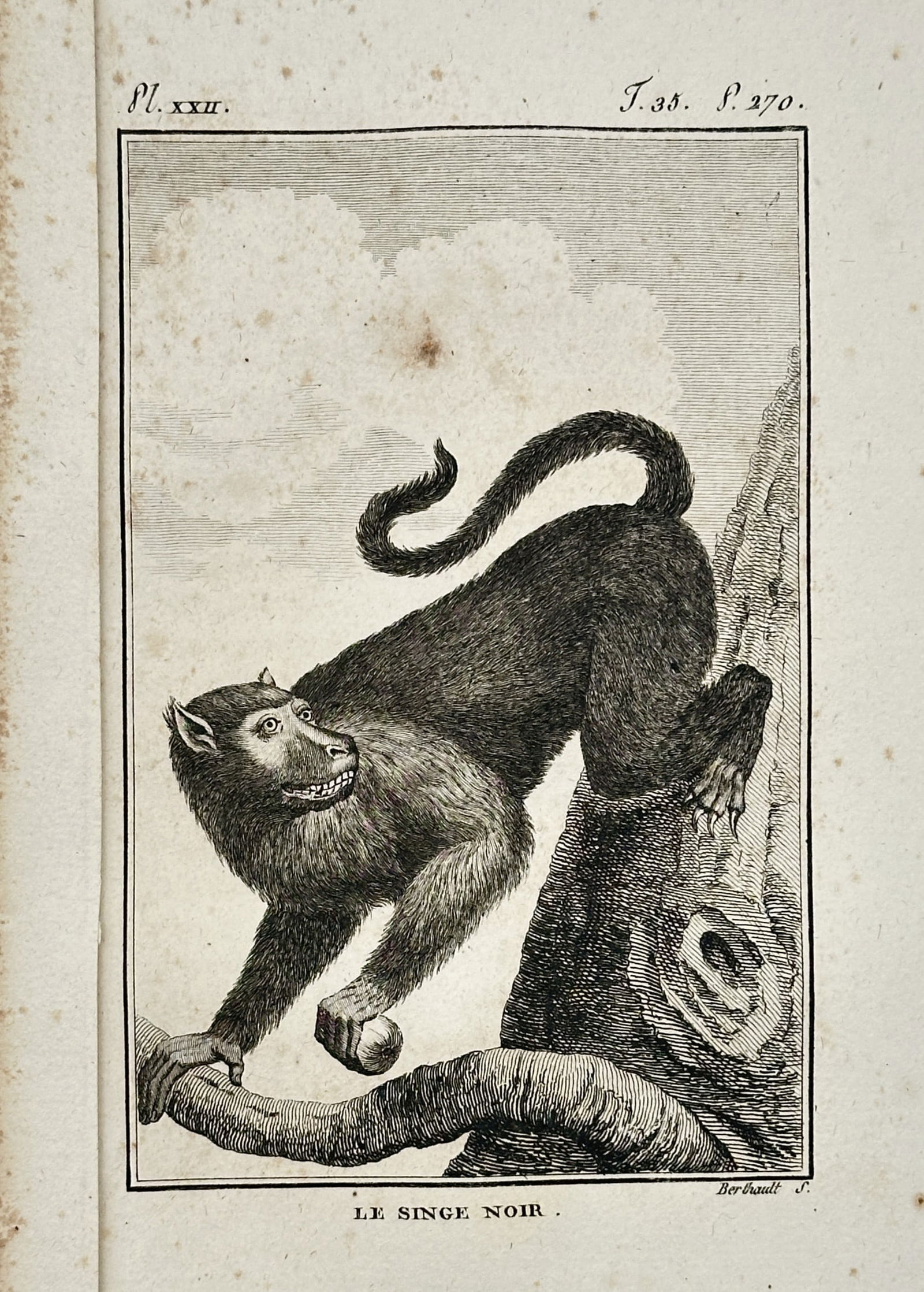 Georges-Louis Leclerc, Comte de Buffon (1707–1788) – The Black Ape – Engraving (1770) (1 of 2)