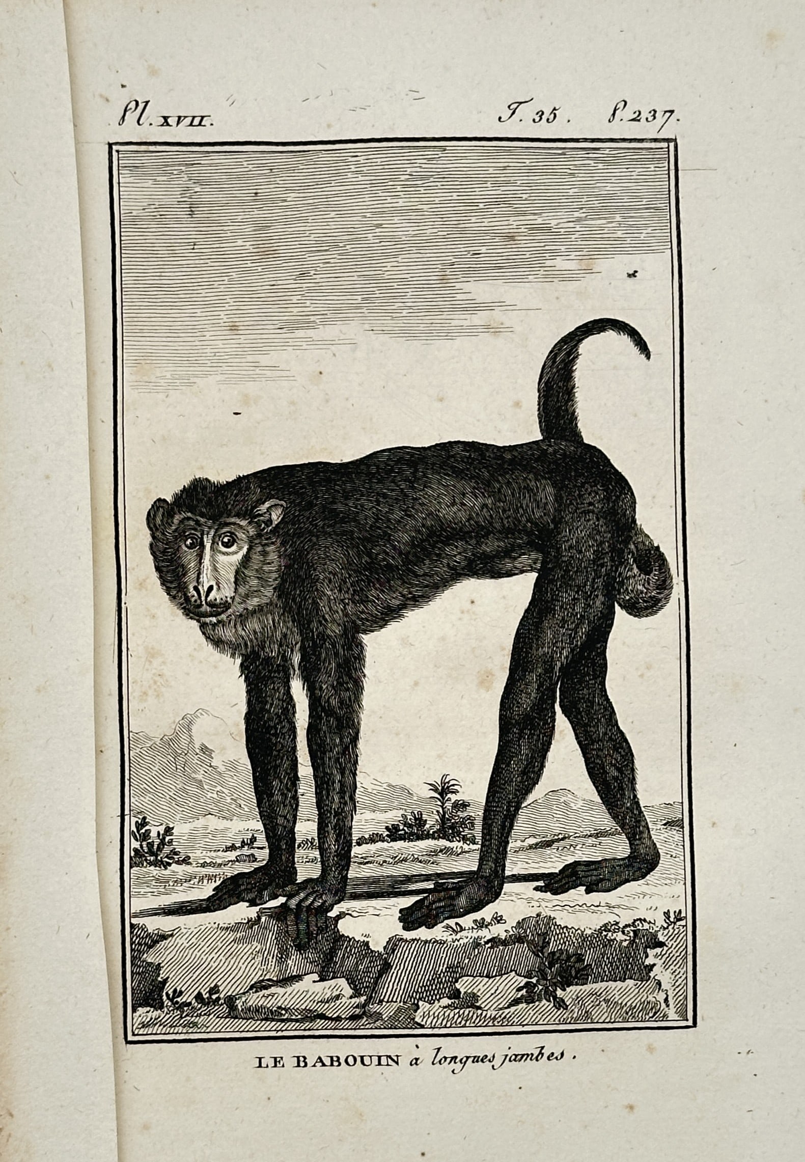 Georges-Louis Leclerc, Comte de Buffon (1707–1788) – The Long-legged Baboon – Engraving (1 of 2)