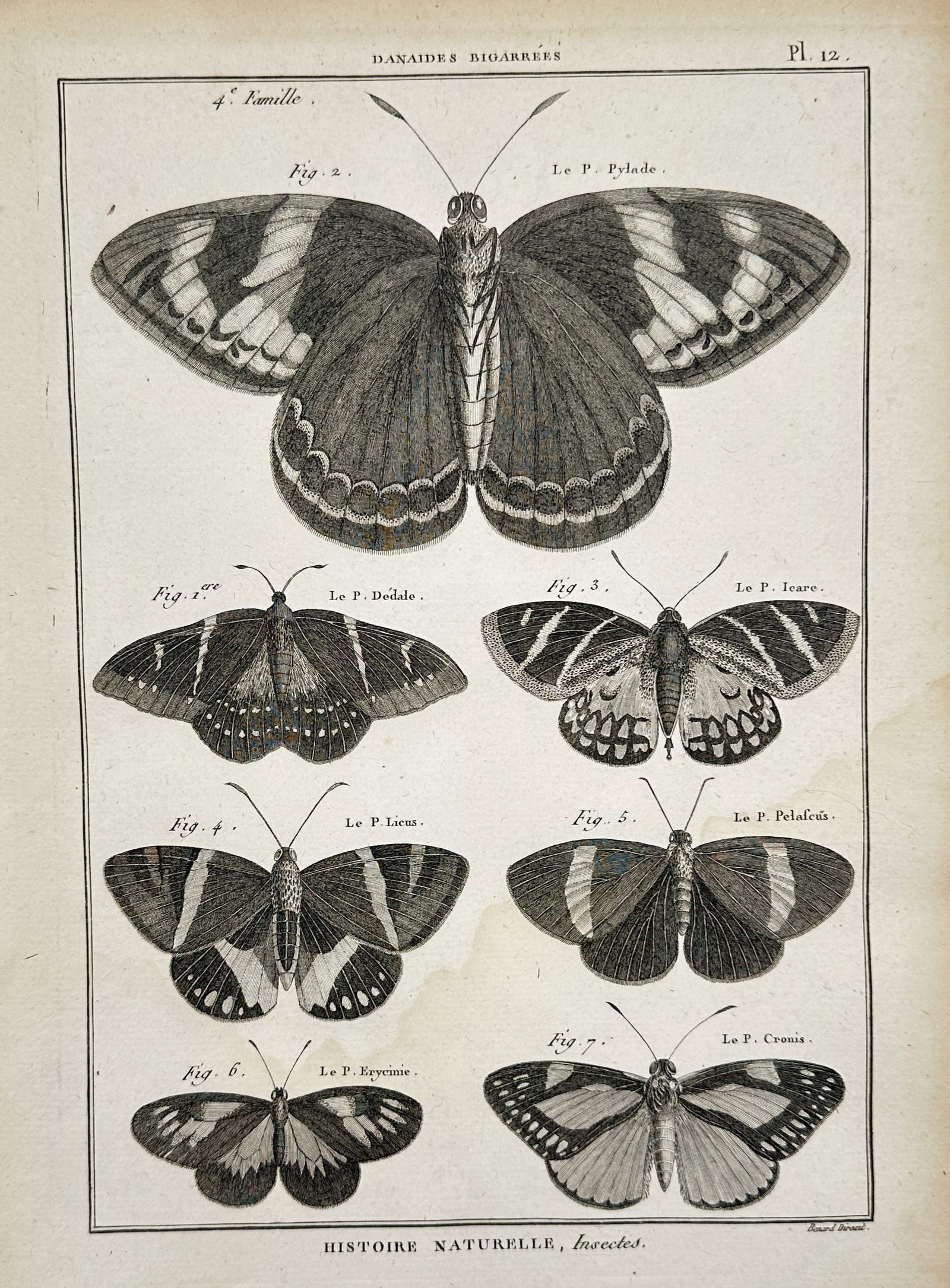 Robert Benard (1734–1777) – Various Species of Mottled Butterflies – Engraving (1762): "Danaides Bigarrées" displays seven different species of butterflies arranged symmetrically on the page. The largest specimen is positioned at the top center, flanked by smaller examples including Le
