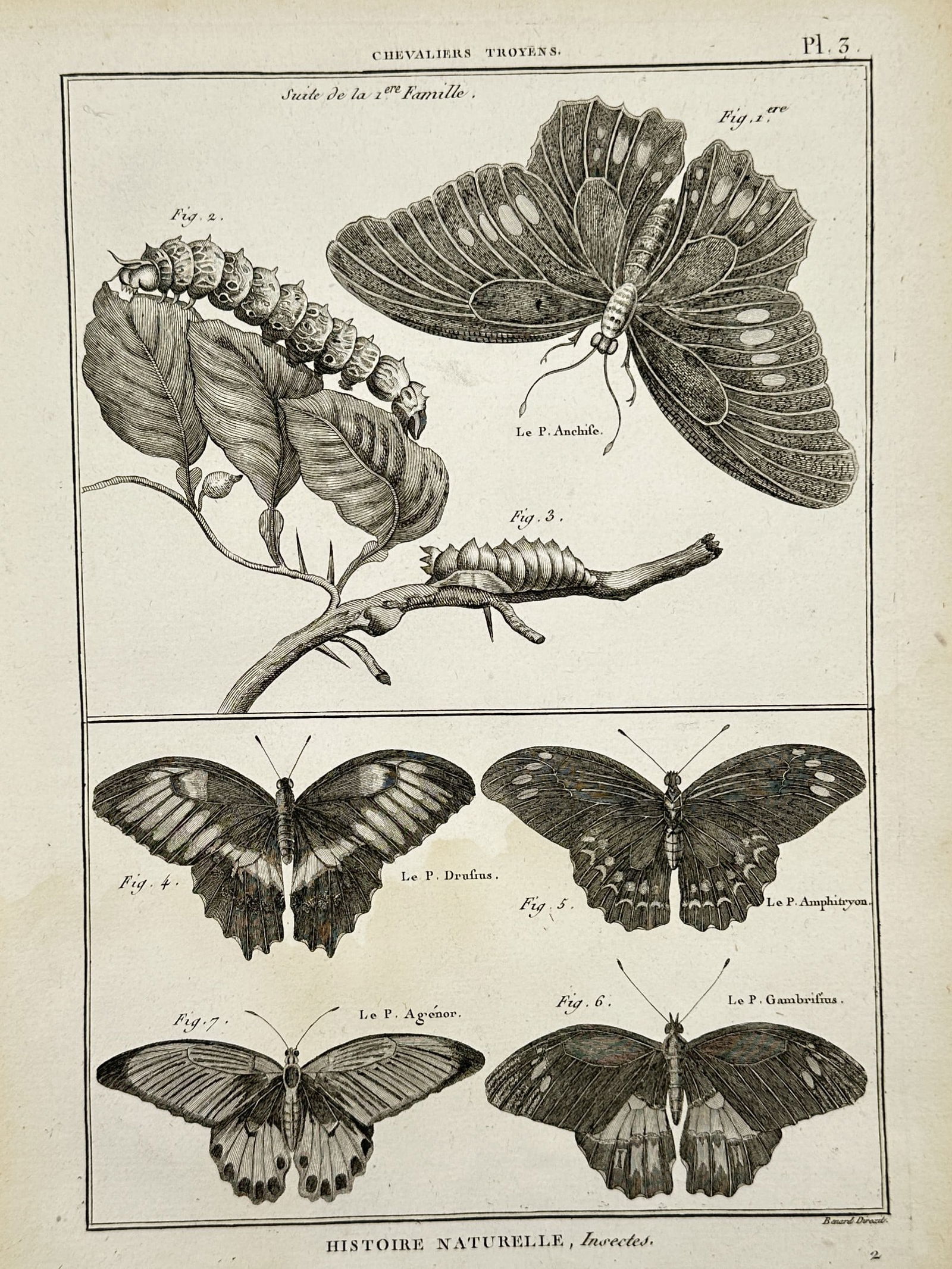 Robert Benard (1734–1777) – Various Species of Trojan Butterflies – Engraving (1762) (1 of 2)