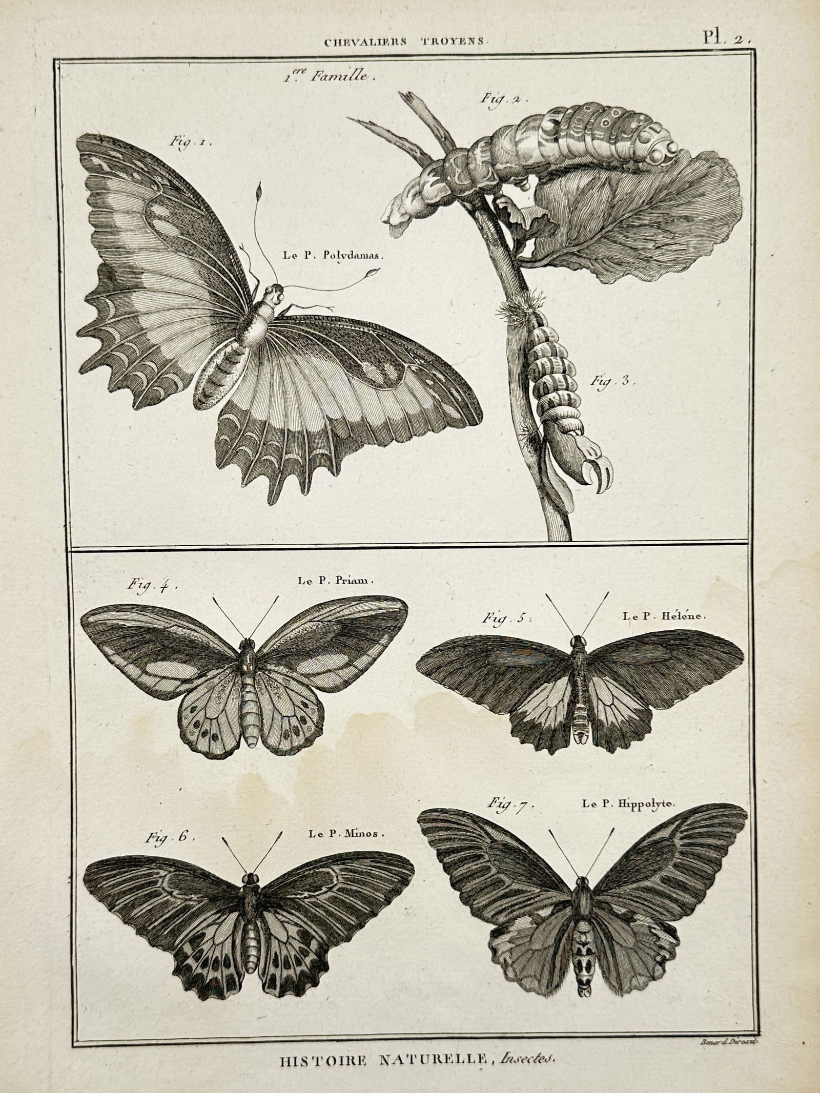 Robert Benard (1734–1777) – Various Species of Trojan Butterflies – Engraving (1762) (1 of 2)
