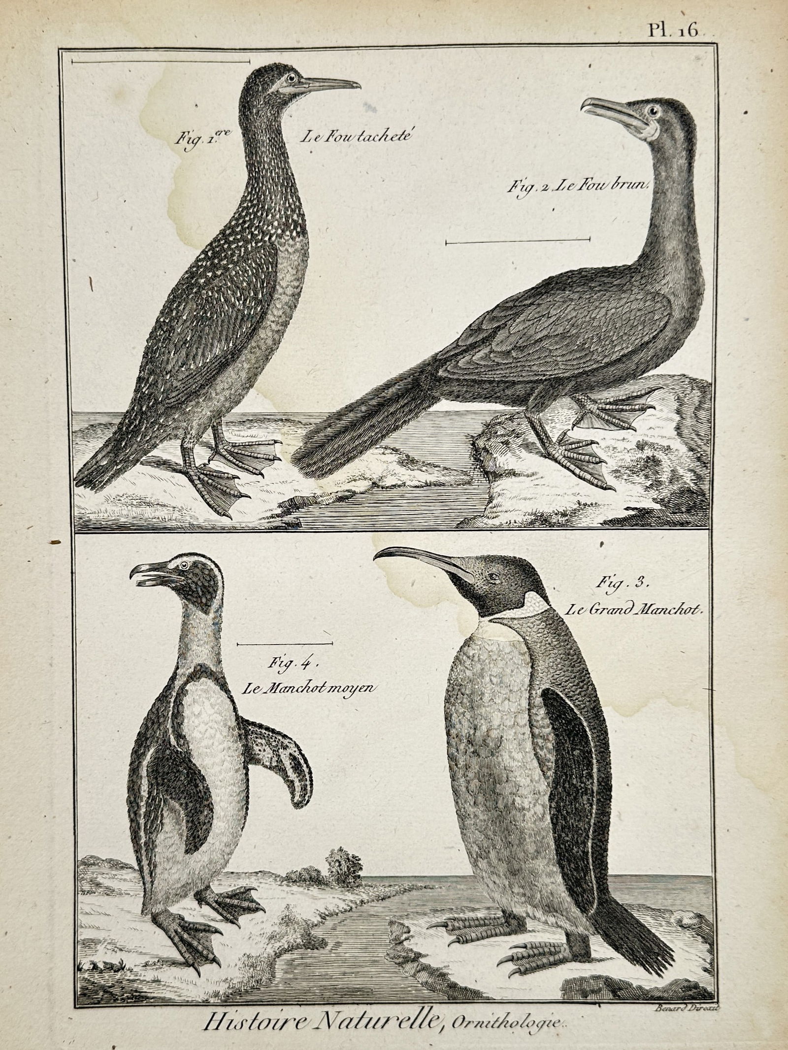 Robert Benard (1734–1777) – Various Species of Sea Birds and Penguins – Engraving (1 of 2)